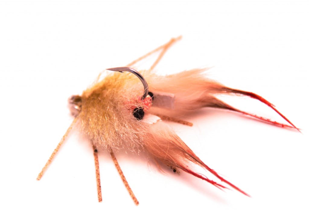 Chewy's Halo Shrimp Fly