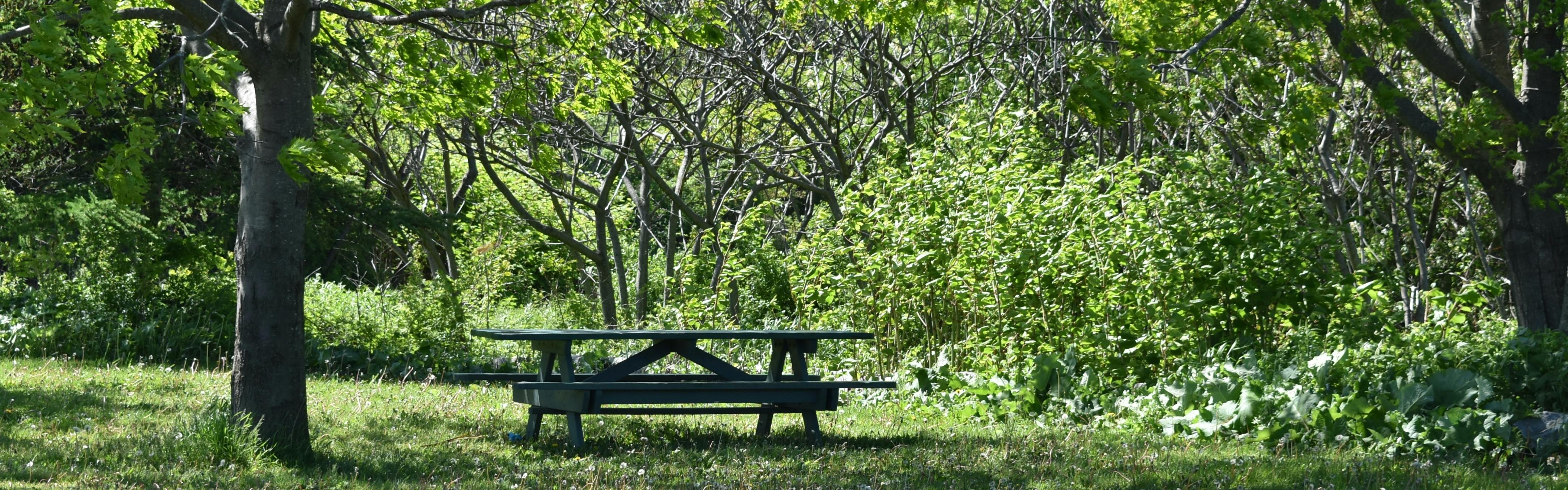 A picnic table sits in a thicket of grass, next to a tree. The entire landscape is lush and green.