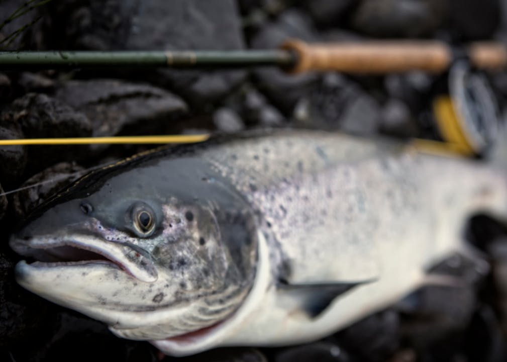 Closeup of a fish next to a fly rod