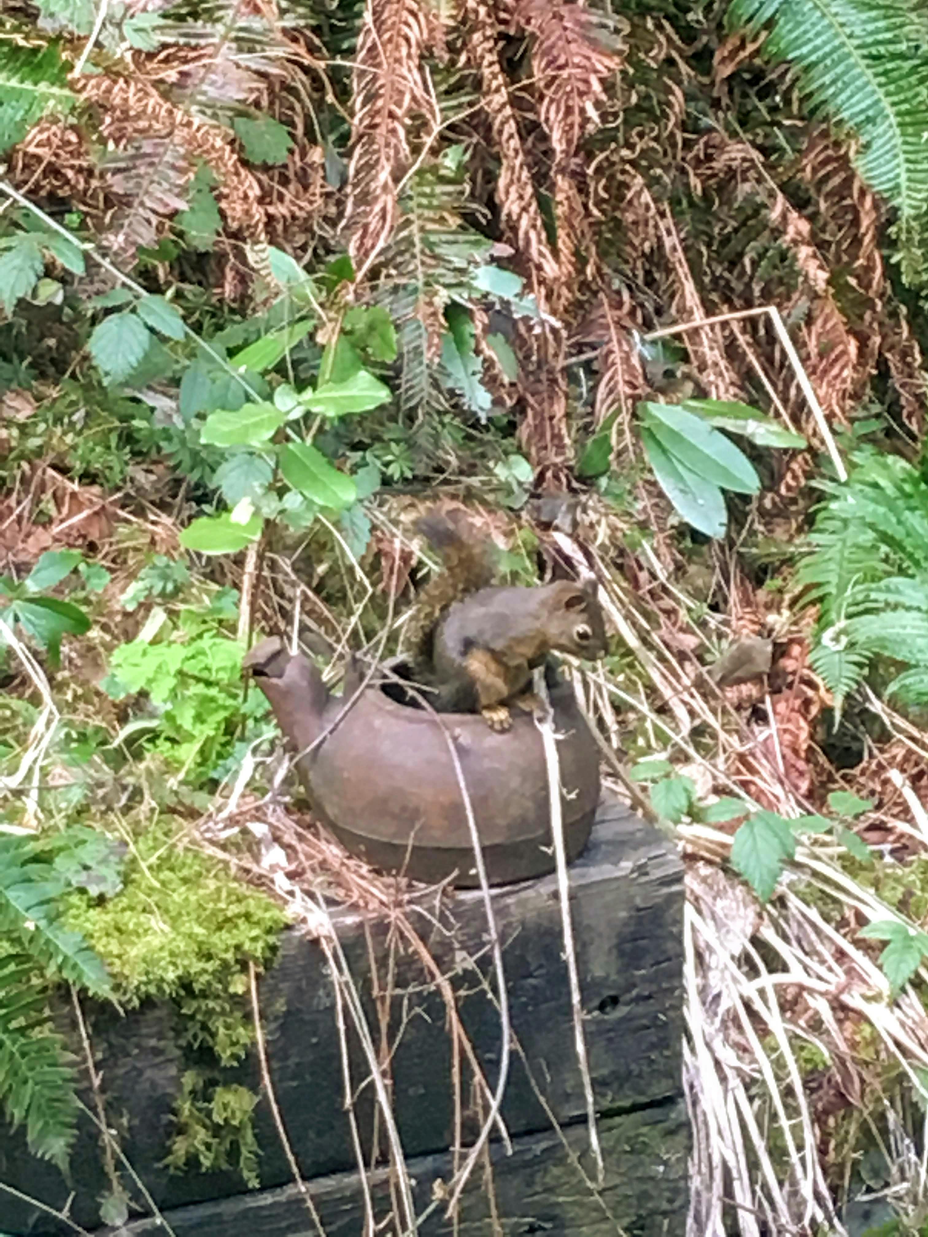 A squirrel sits on what appears to be a rusted teapot. Both are nestled in ferns, moss, and other plant debris on a wooden wall. 