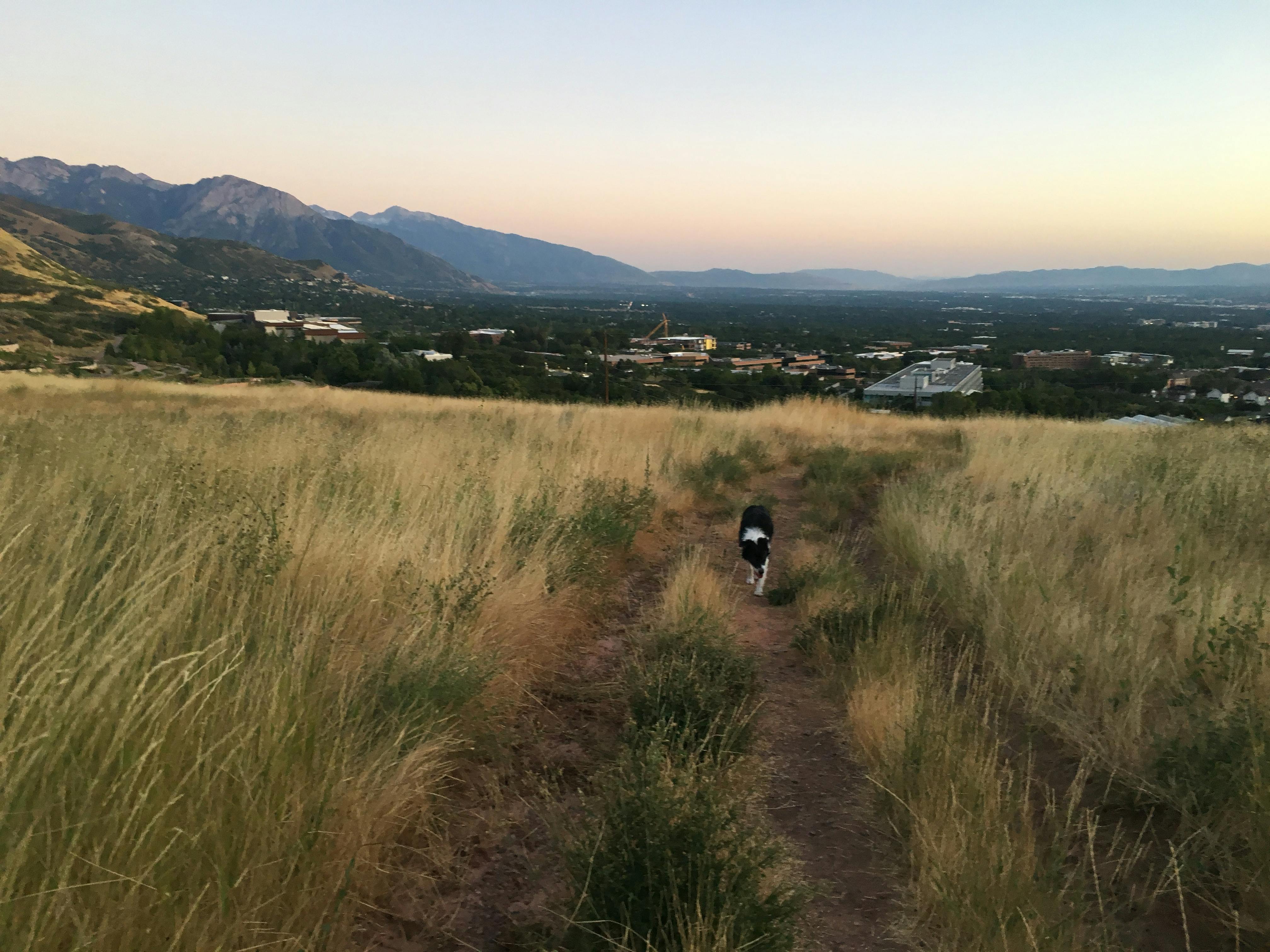 Dog walking up a trail with a sunset in the background. 