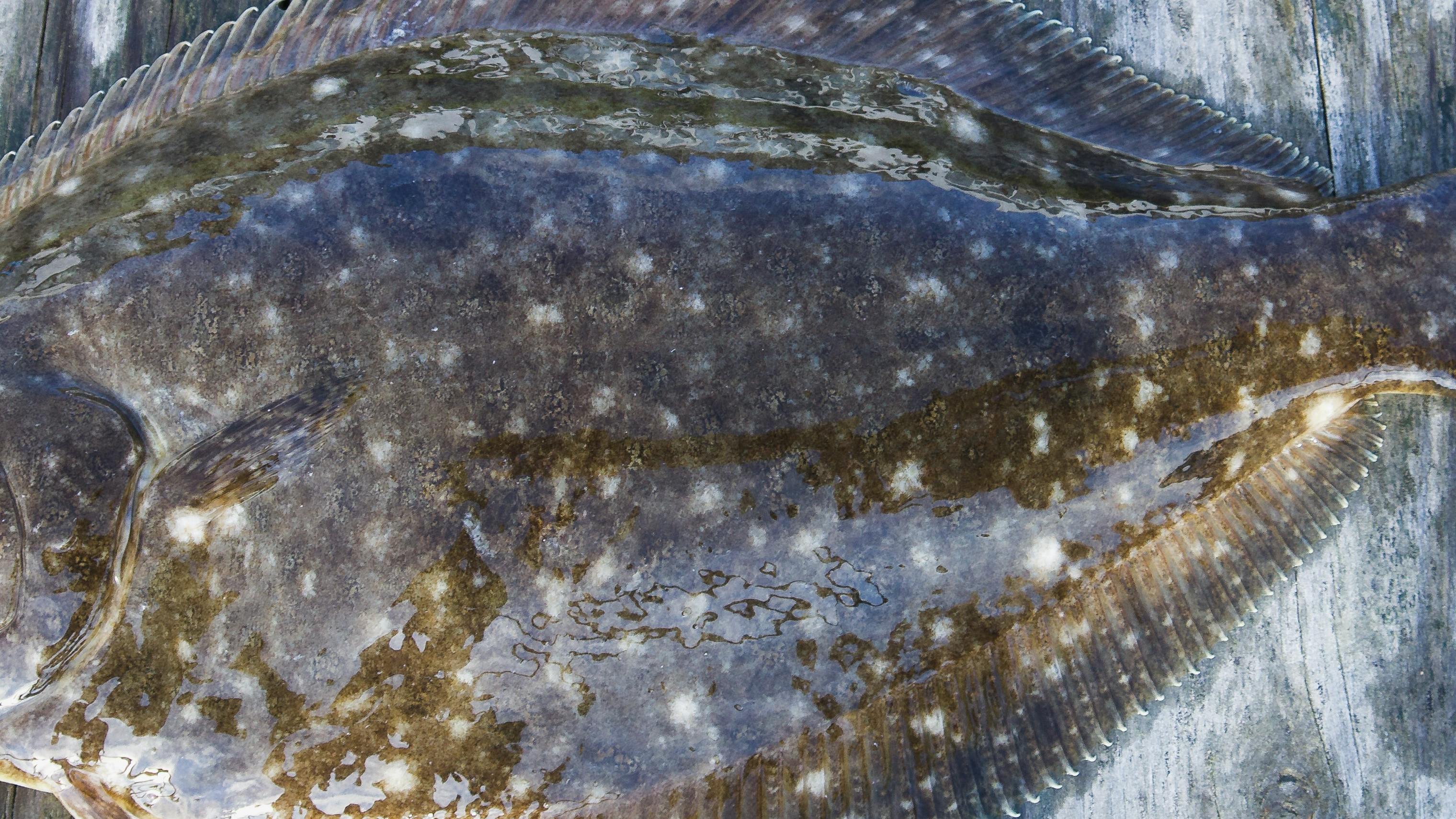 A flounder with its mouth open lays on a gray wood background. 