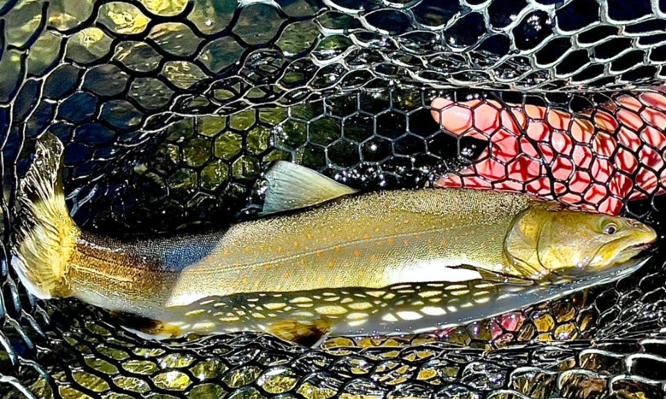 A trout in a net. 