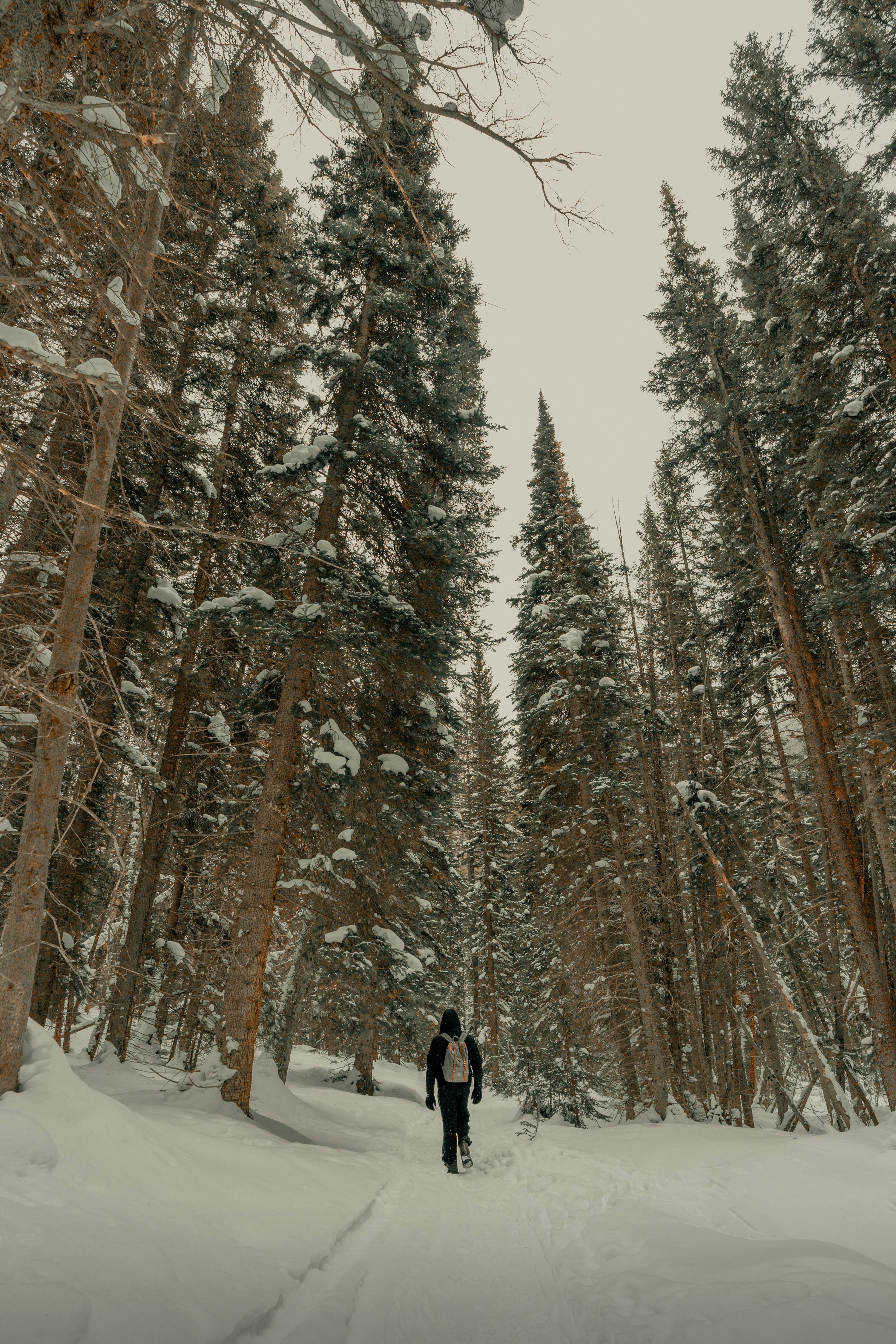A person with a backpack walks into a snowy forest. 