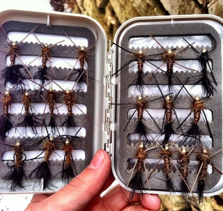A box containing 20 nymphs neatly arranged in six rows.
