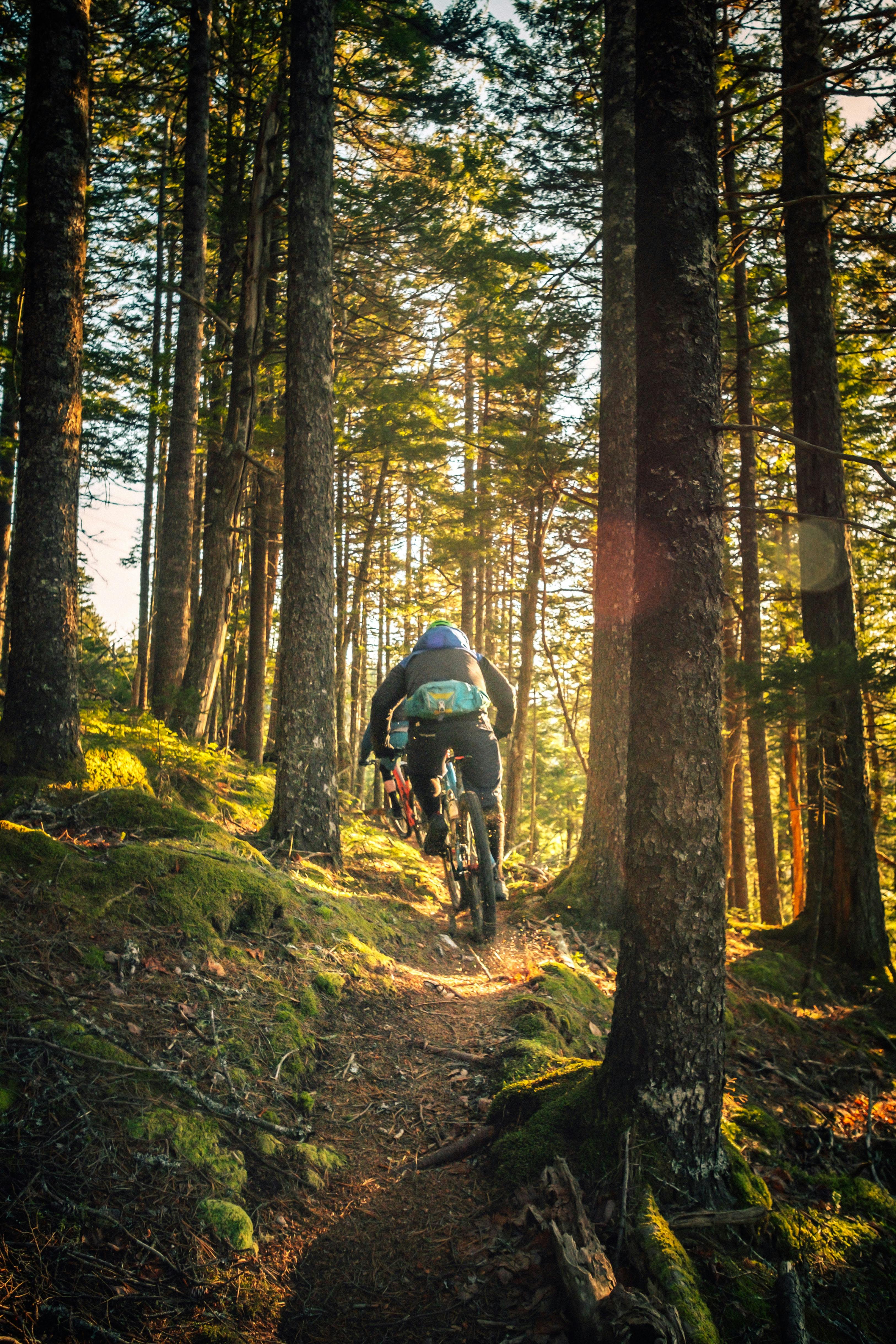A group of mountain bikers traverse a narrow, tree-lined trail