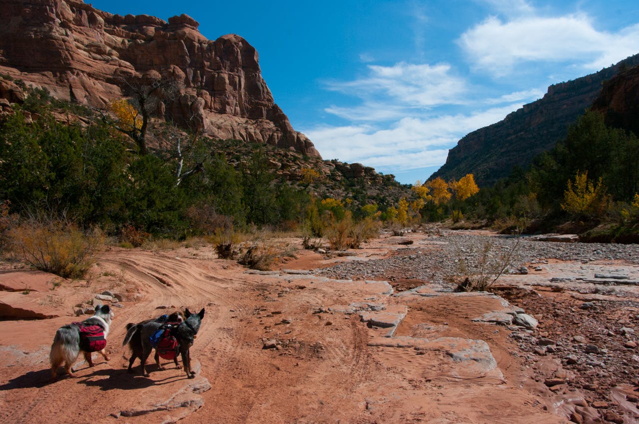 Two dogs with backpacks on walking in a red rock canyon with a river running through it. 
