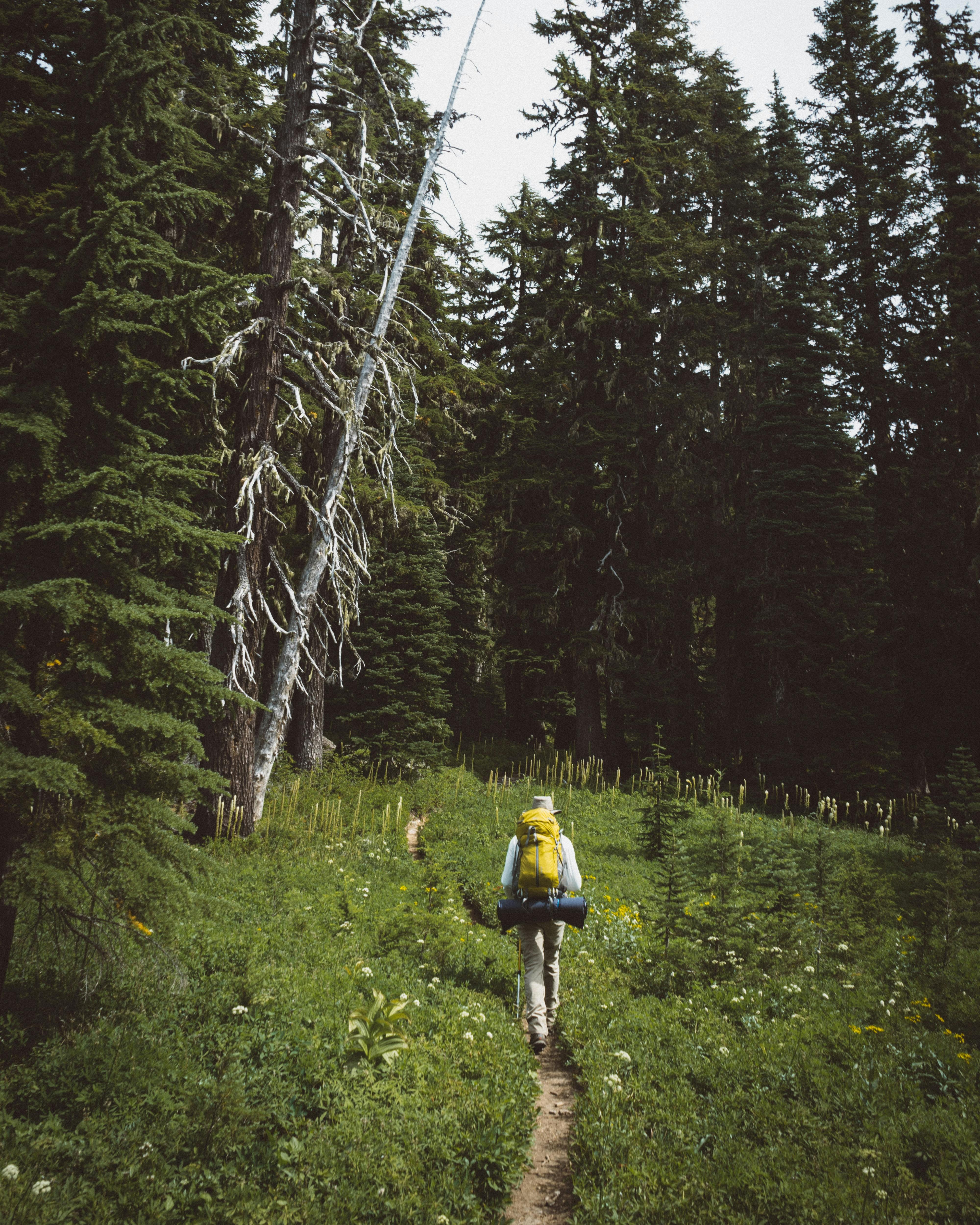 A hiker heading into a forest