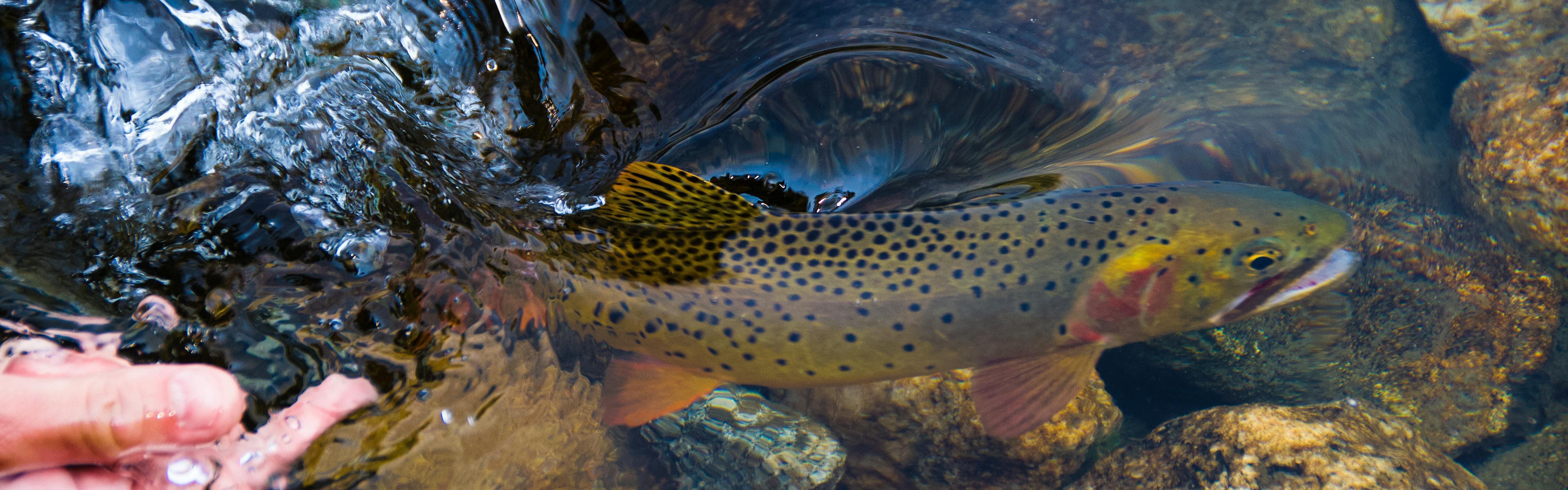 A trout swimming in the water. A hand is near it. 