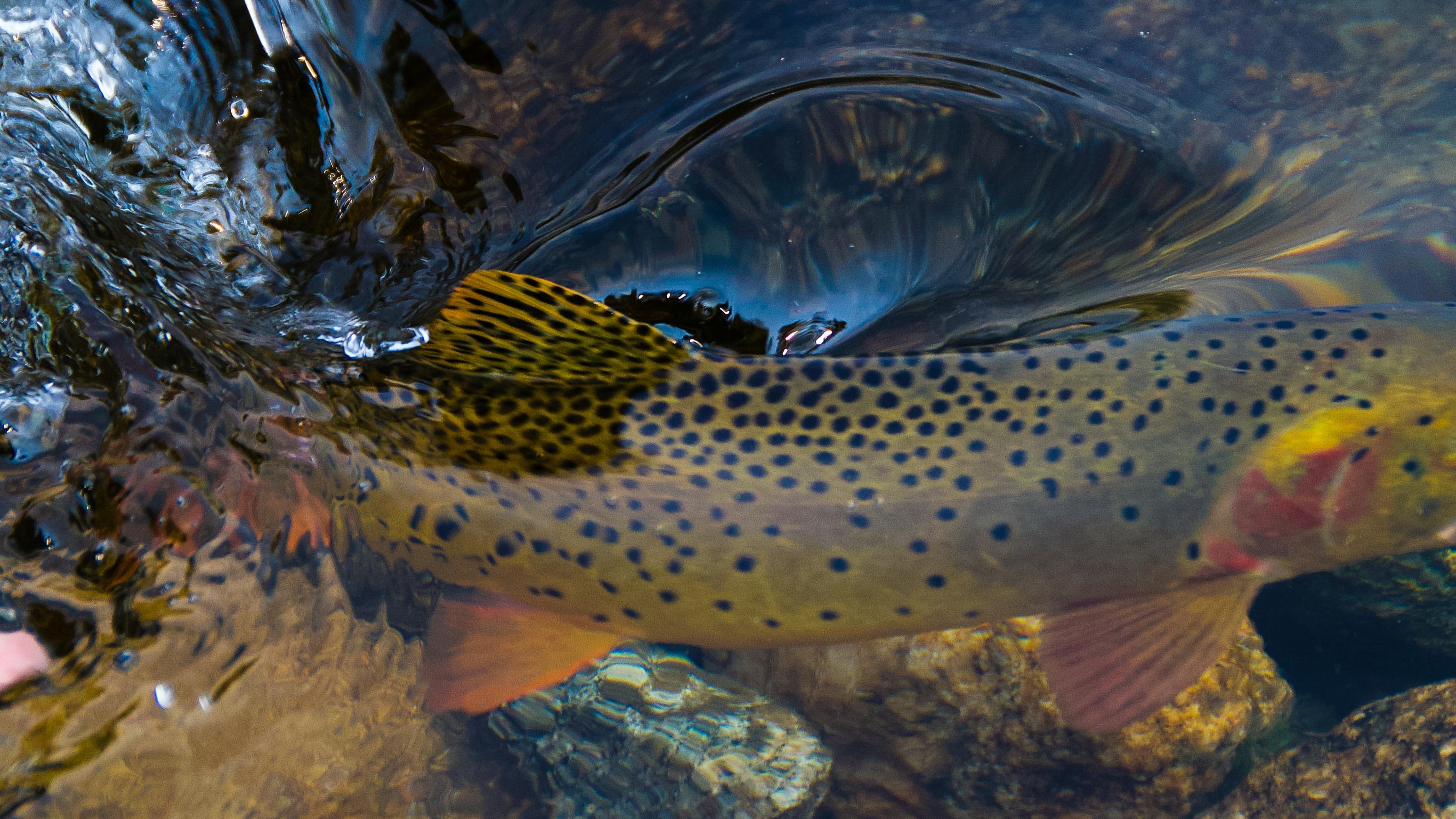 A trout swimming in the water. A hand is near it. 