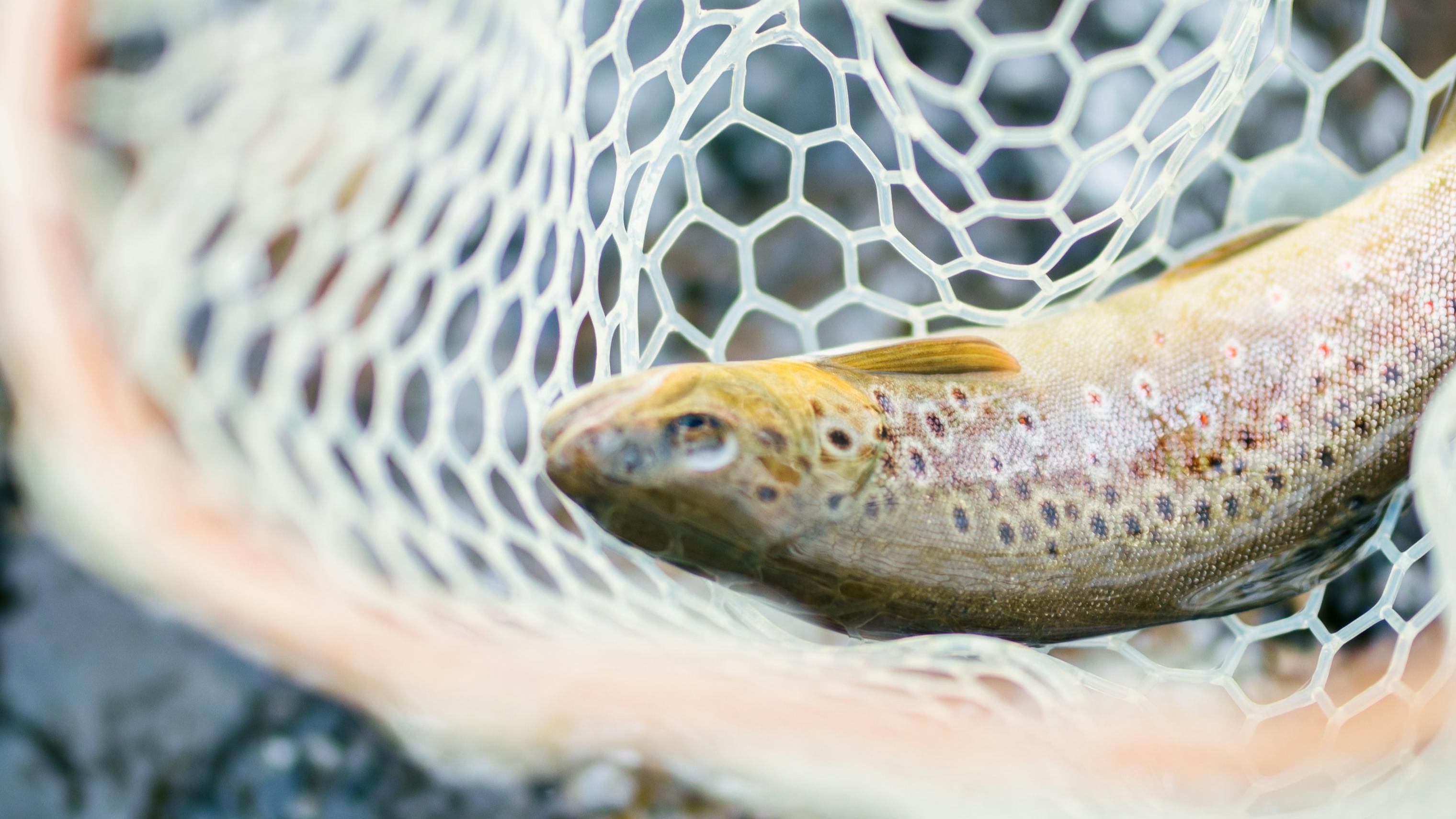 A fish in a net over the water