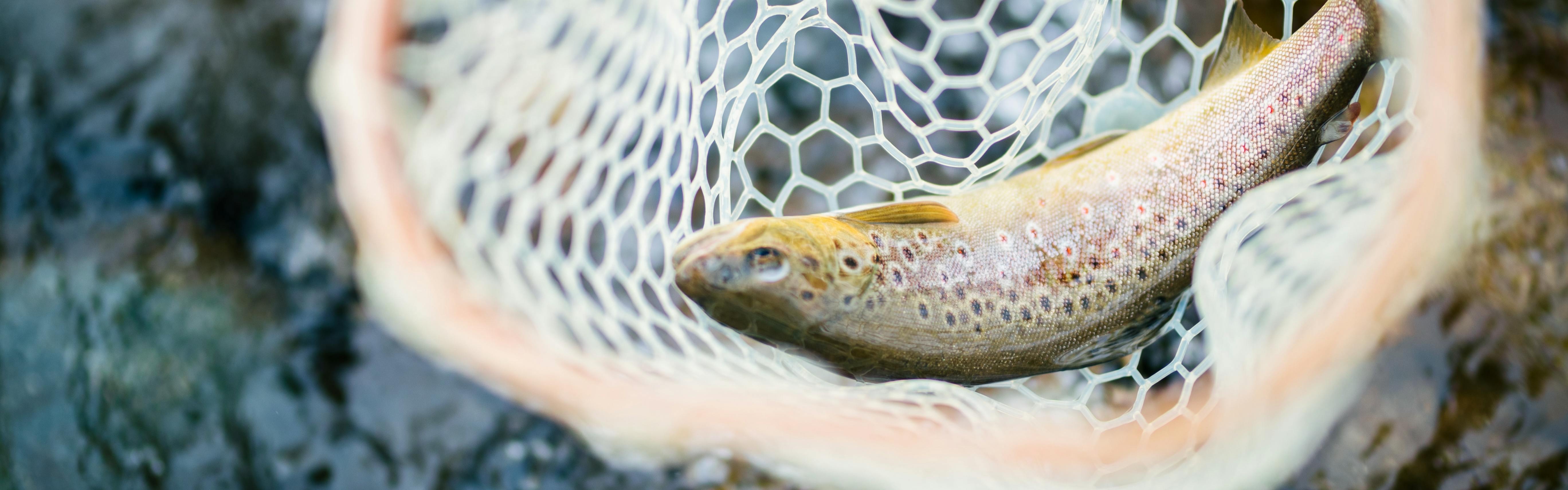 A fish in a net over the water