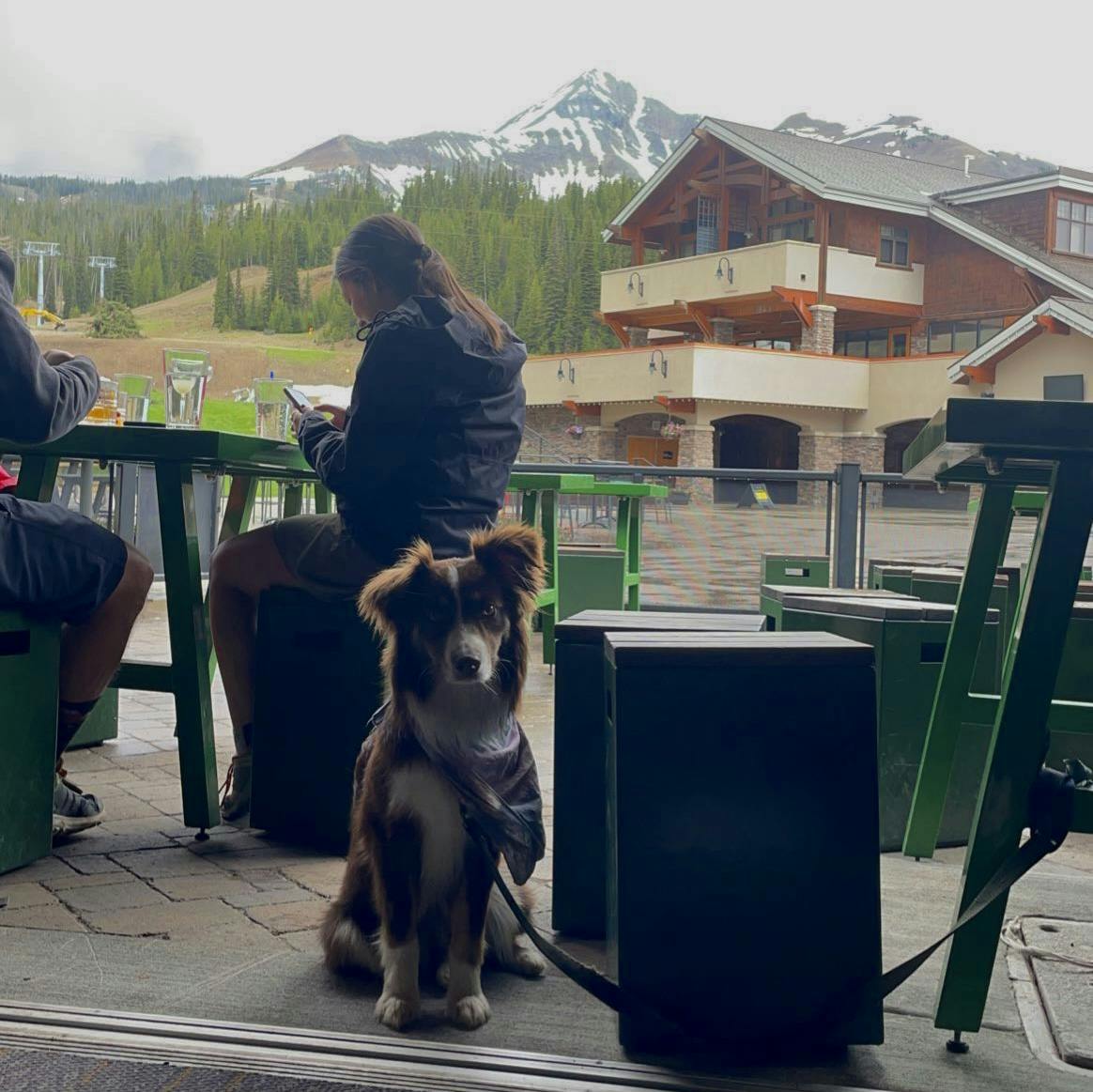 A dog sitting on the patio of a ski resort. 