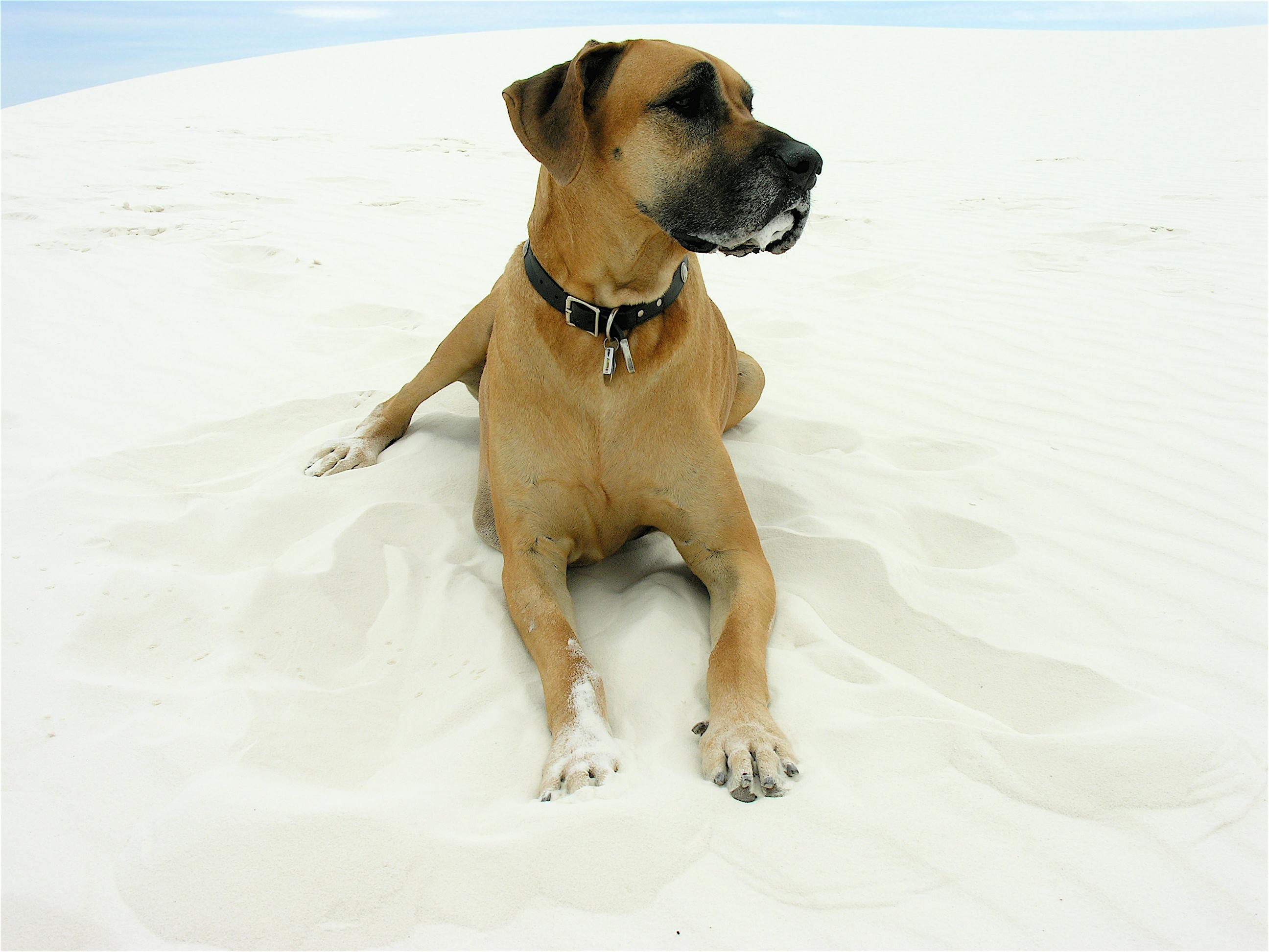 A dog laying in white sand at White Sands National Park. 