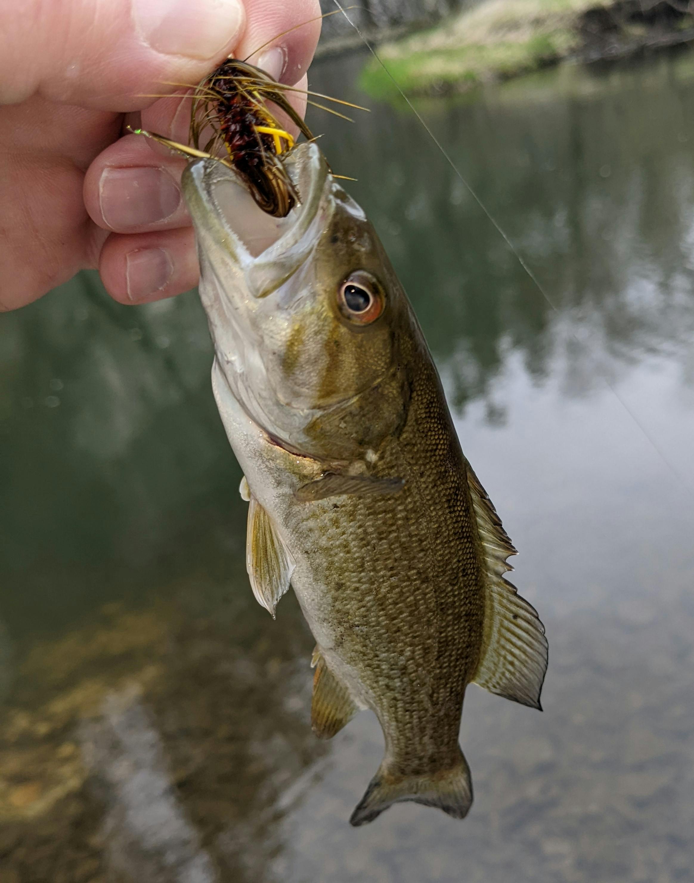 A hand holding up a crayfish streamer fly with a smallmouth bass attached. 