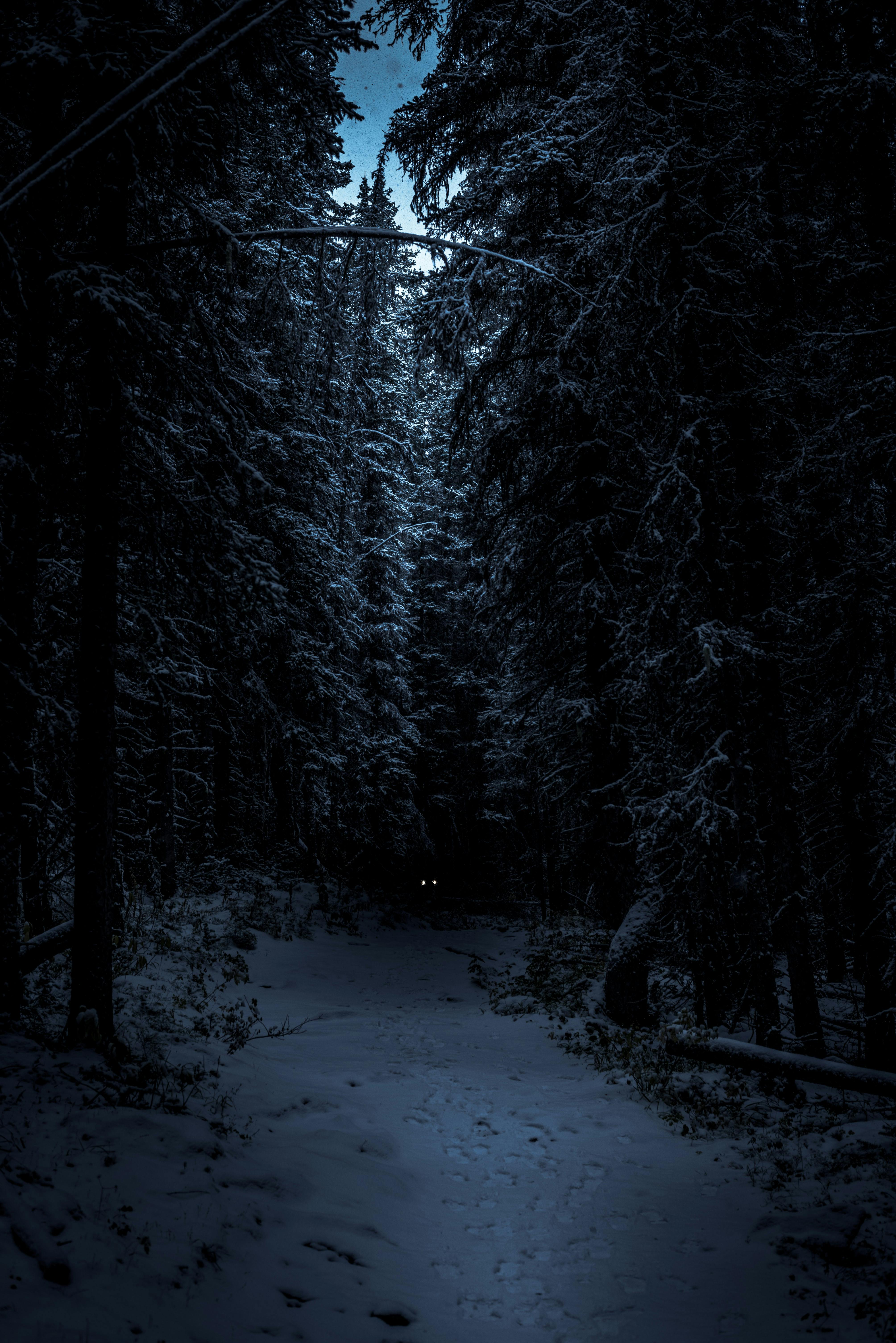 A dark forest scene, two bright animal eyes in the distance