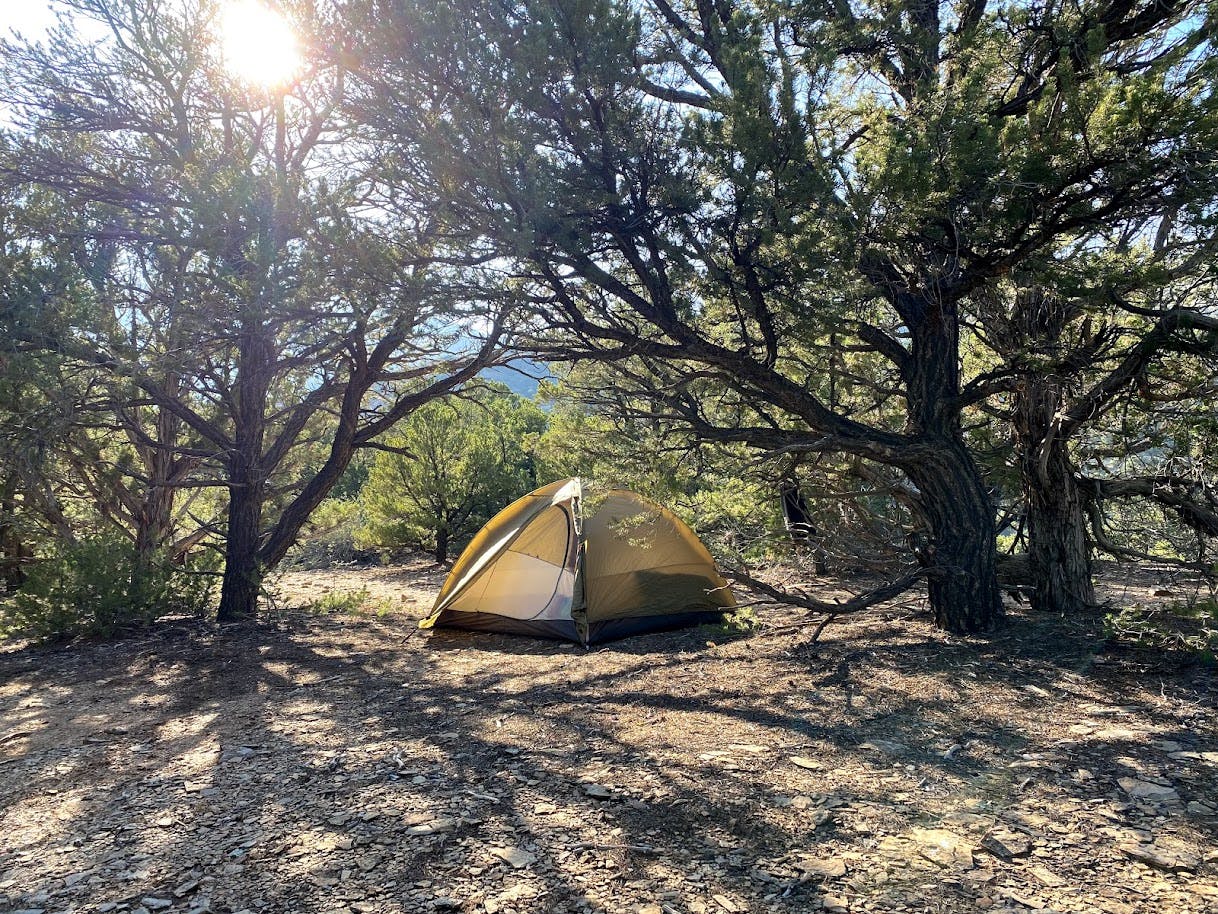 A tent is set up between some trees.