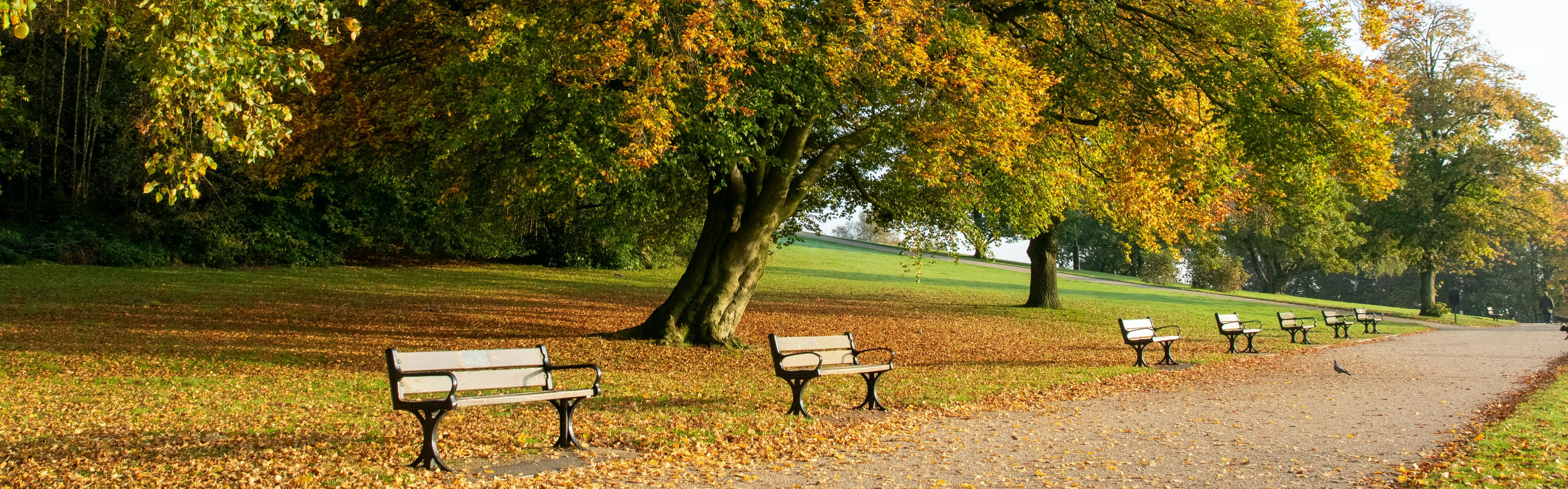 A row of empty park benches stretches down an empty path. The surrounding lawn and the benches are covered in fallen yellow leaves. 