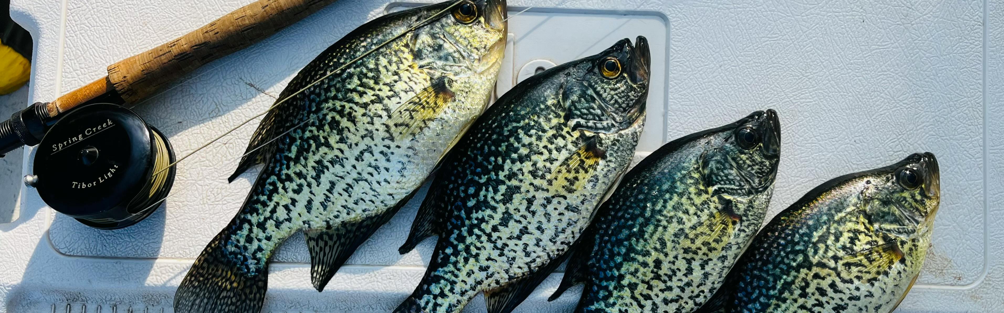 Four black crappies laying on a cooler next to a fishing rod.