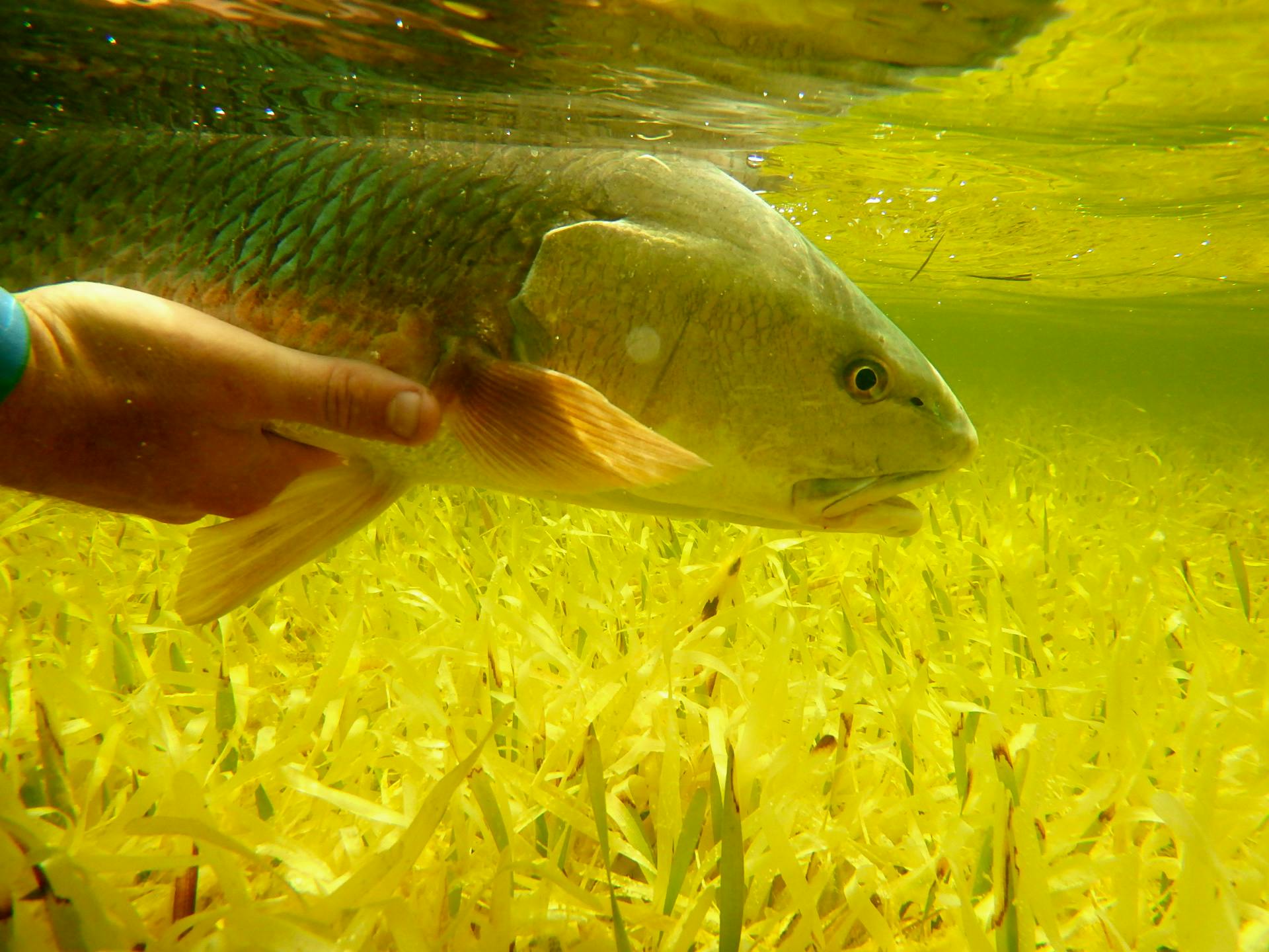 The author's underwater image of him holding a fish right below the surface of the water, with his hand and the fish's belly close to the seagrass on the bottom. 