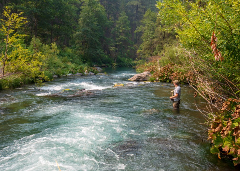 A fisherman standing in a river lined by a lush forest