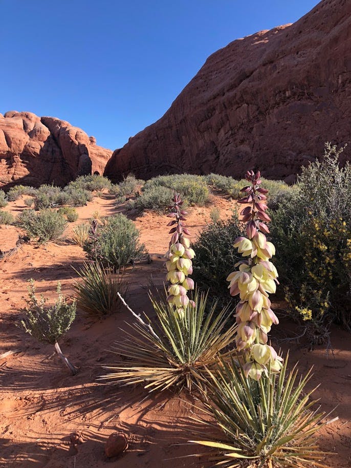 A purple and white desert flower rises up from red soil. 
