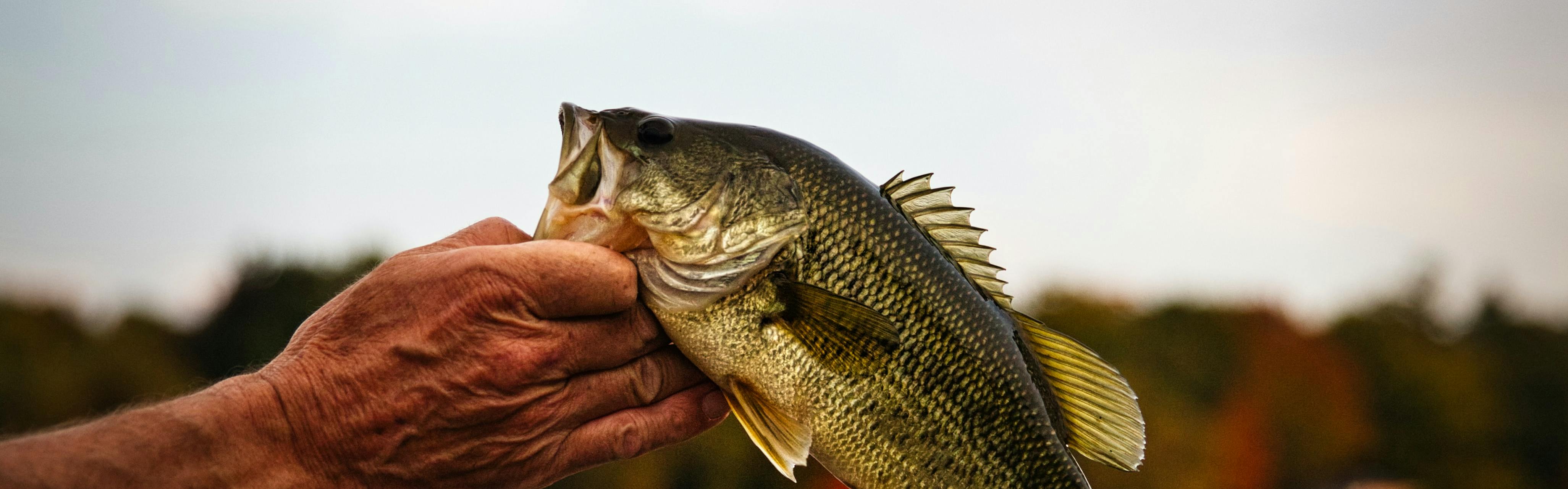 A hand holding a largemouth bass. 