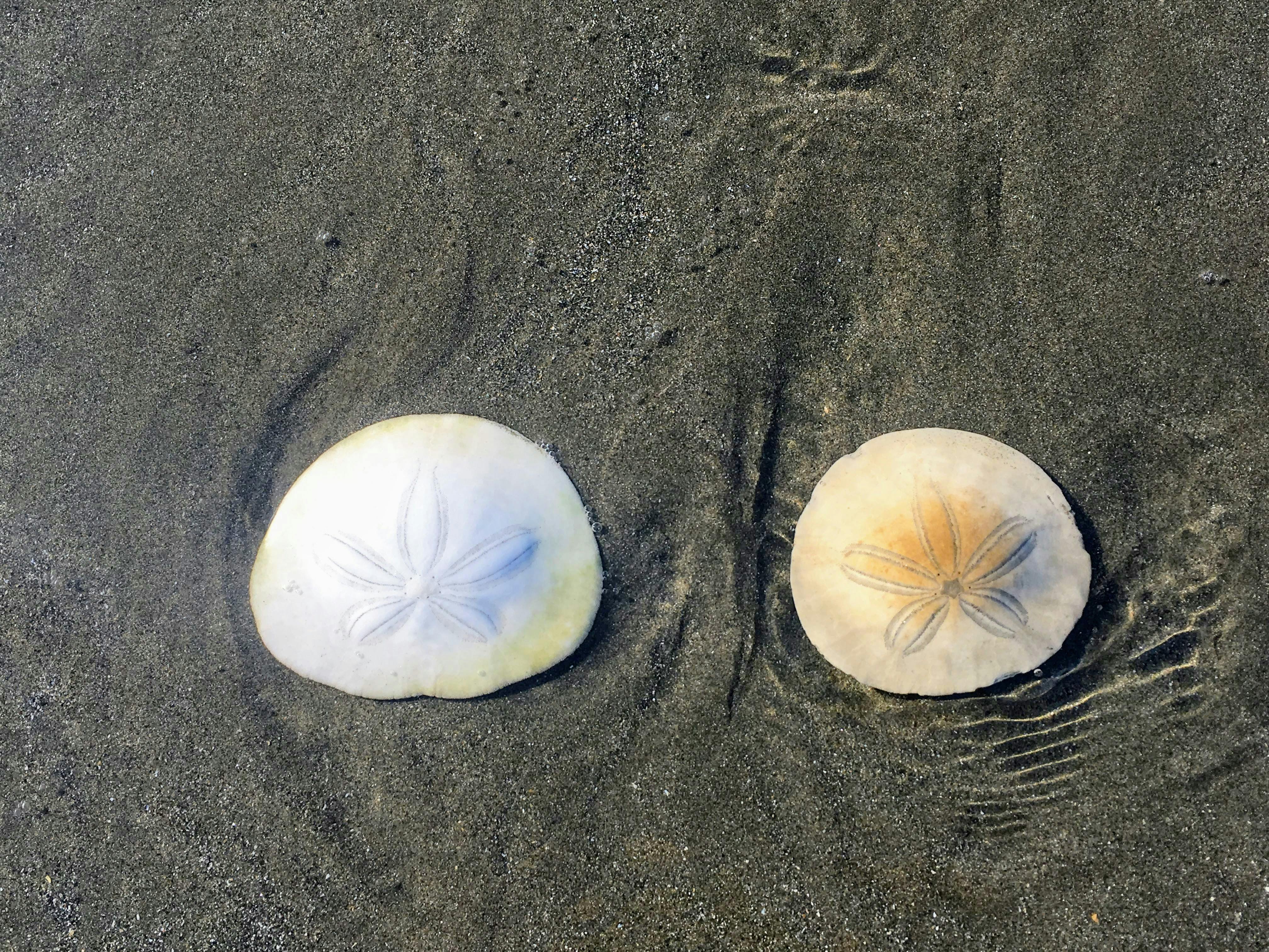 Two sand dollars sit on the sand next to each other