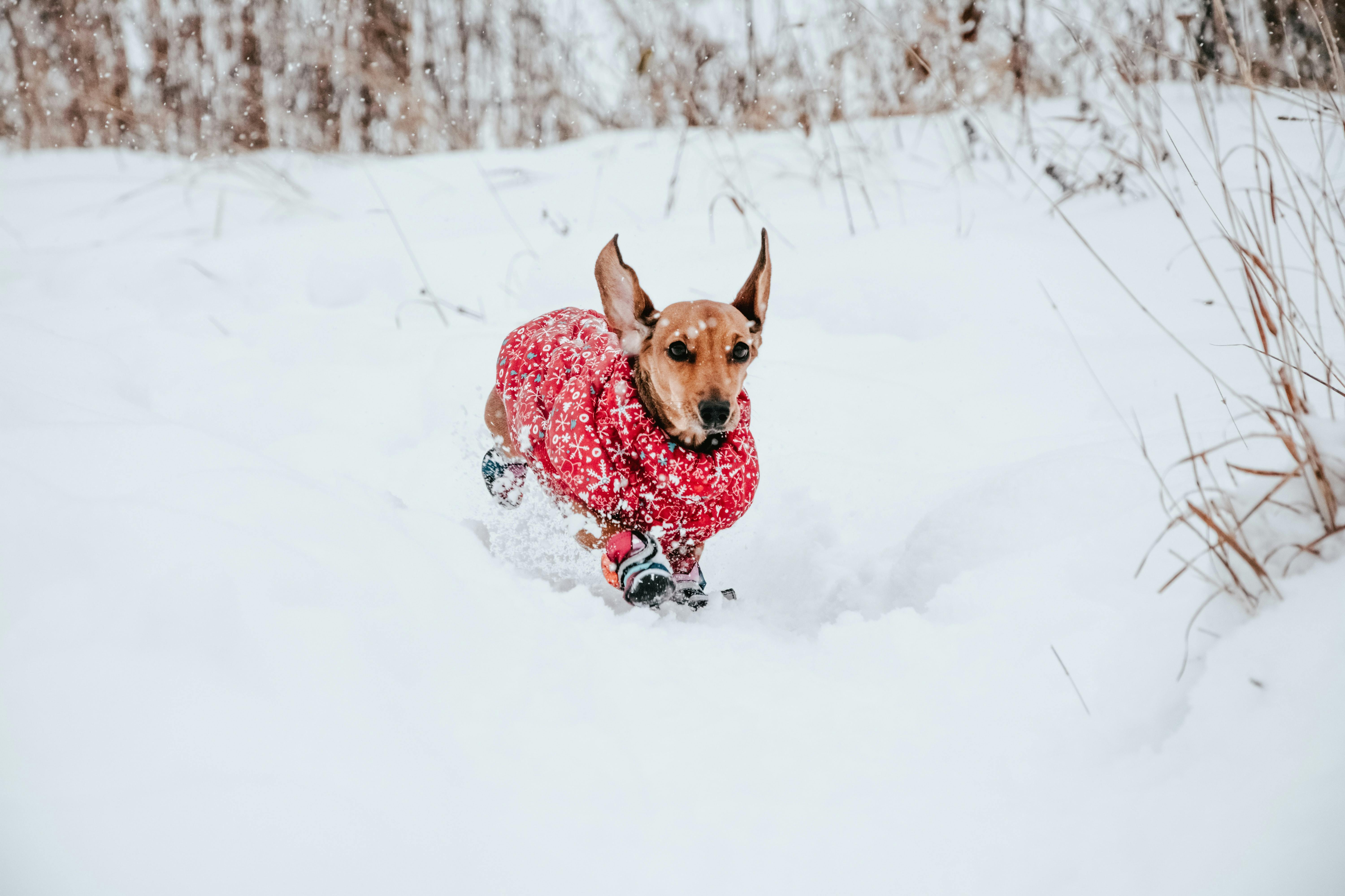 A brown dog in a red sweater and boots runs through the snow