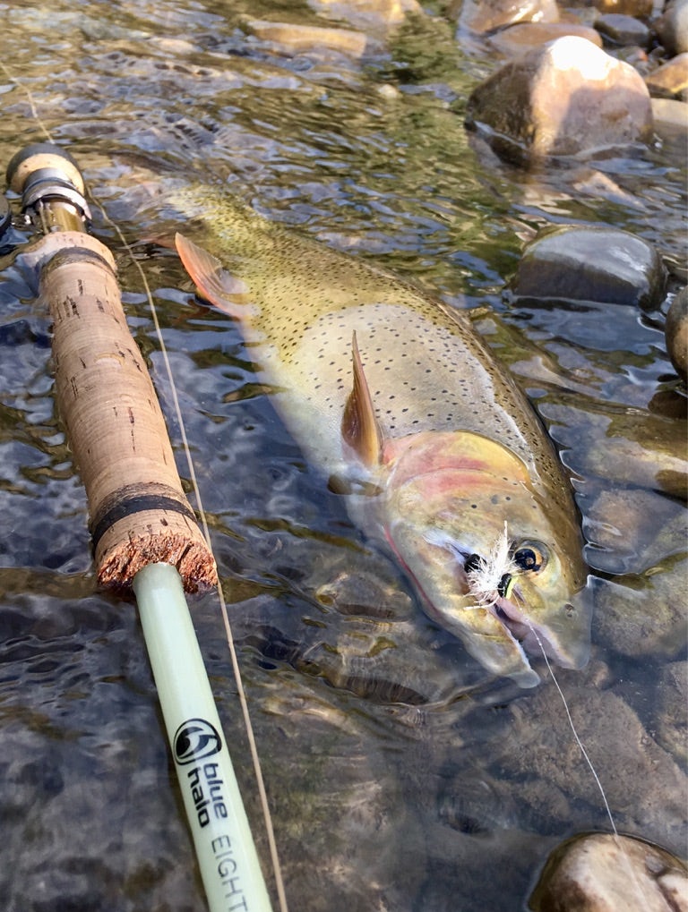 Fly Fishing Expert Jack W.
