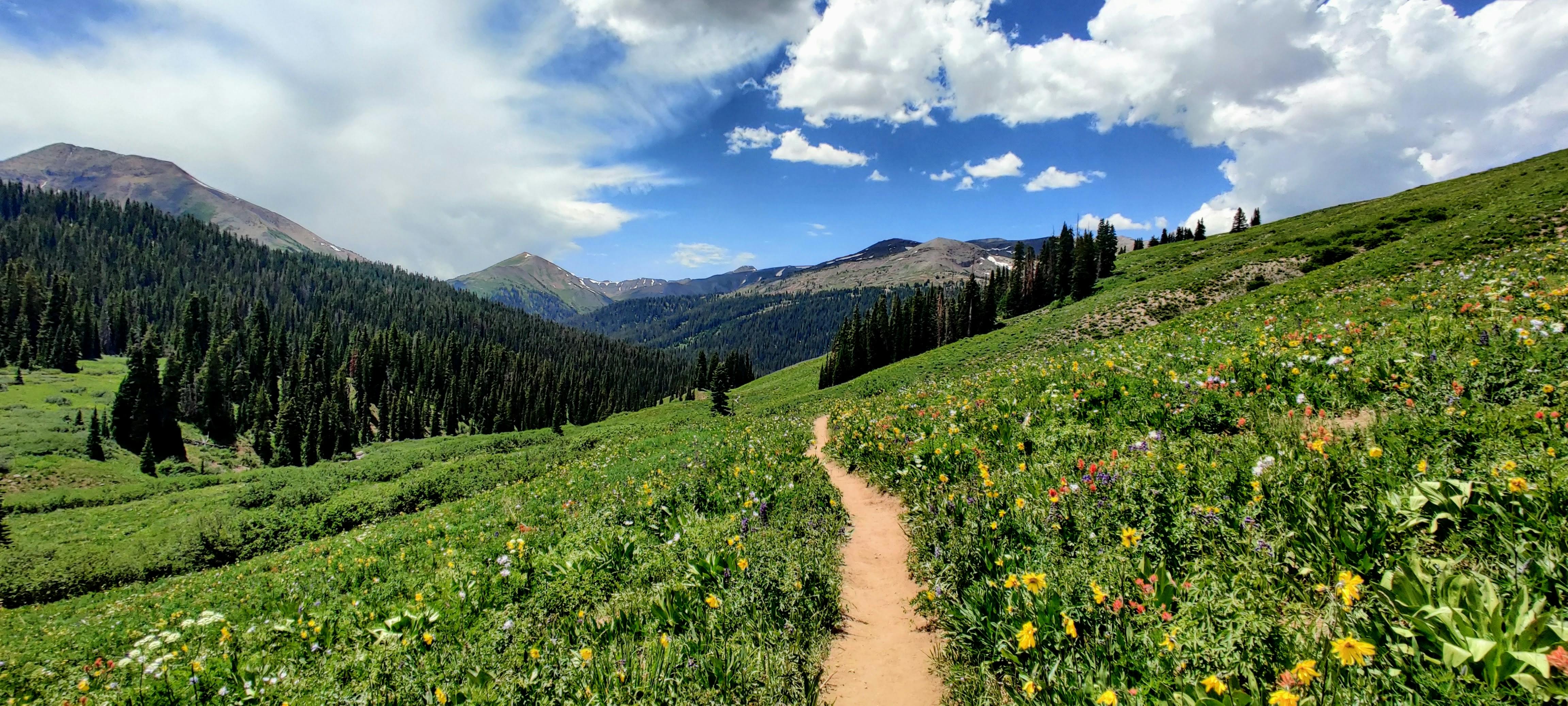 The photo is centered on a trail that goes through a gently sloped field of wildflowers with mountains in the background.