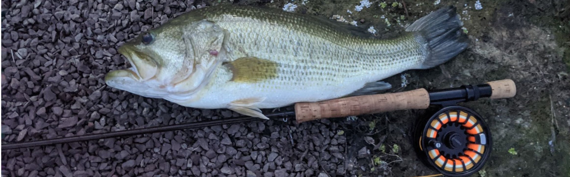 Bass on a fly is an angling treat