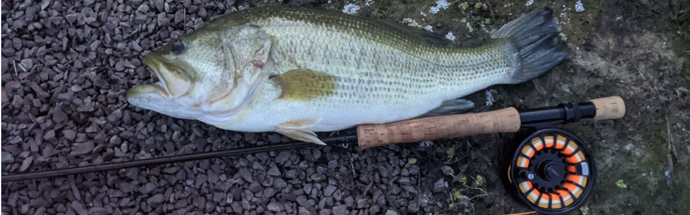 A fish lying next to a fly fishing rod and reel. 