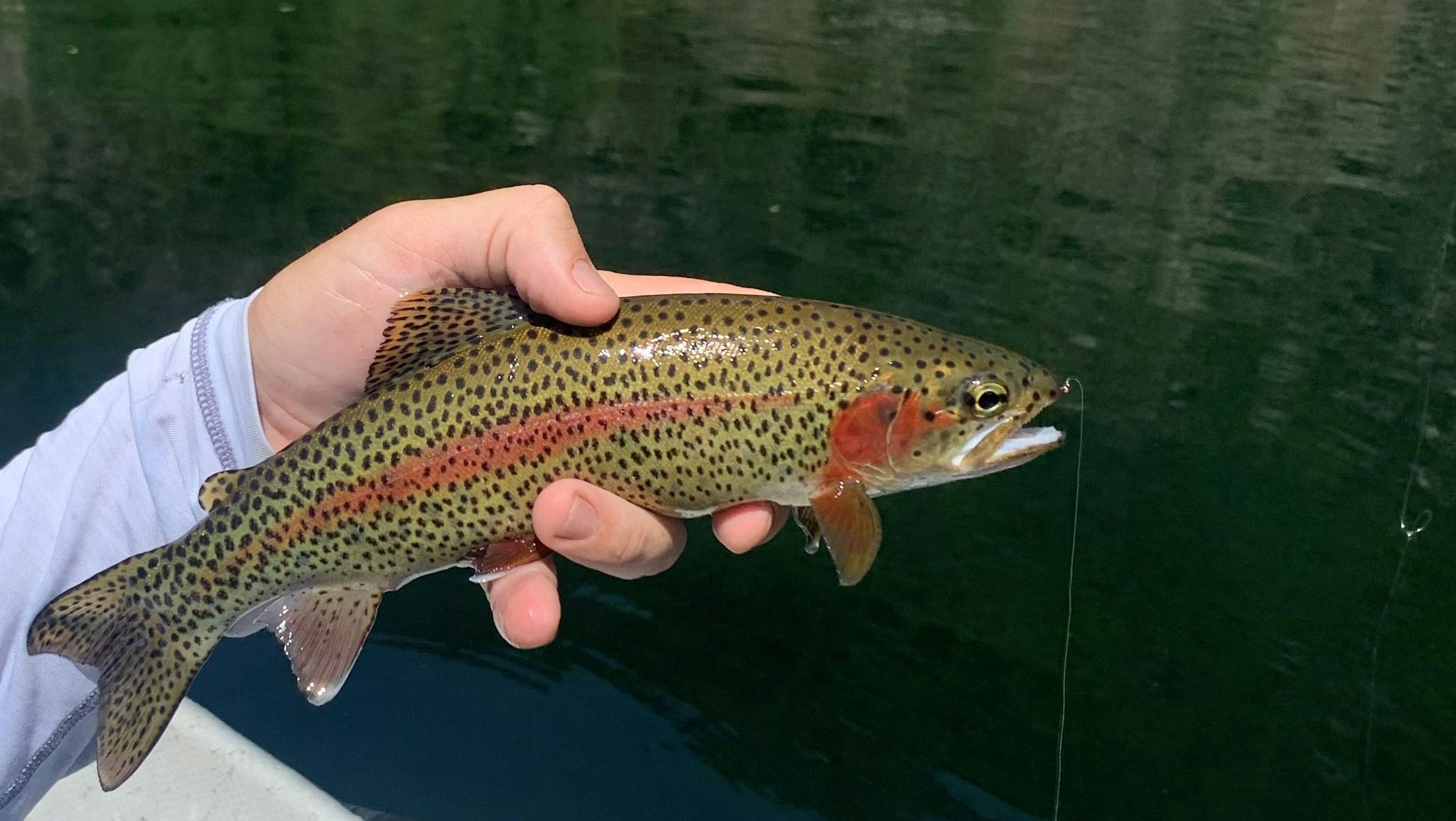 A hand holding a trout above water.