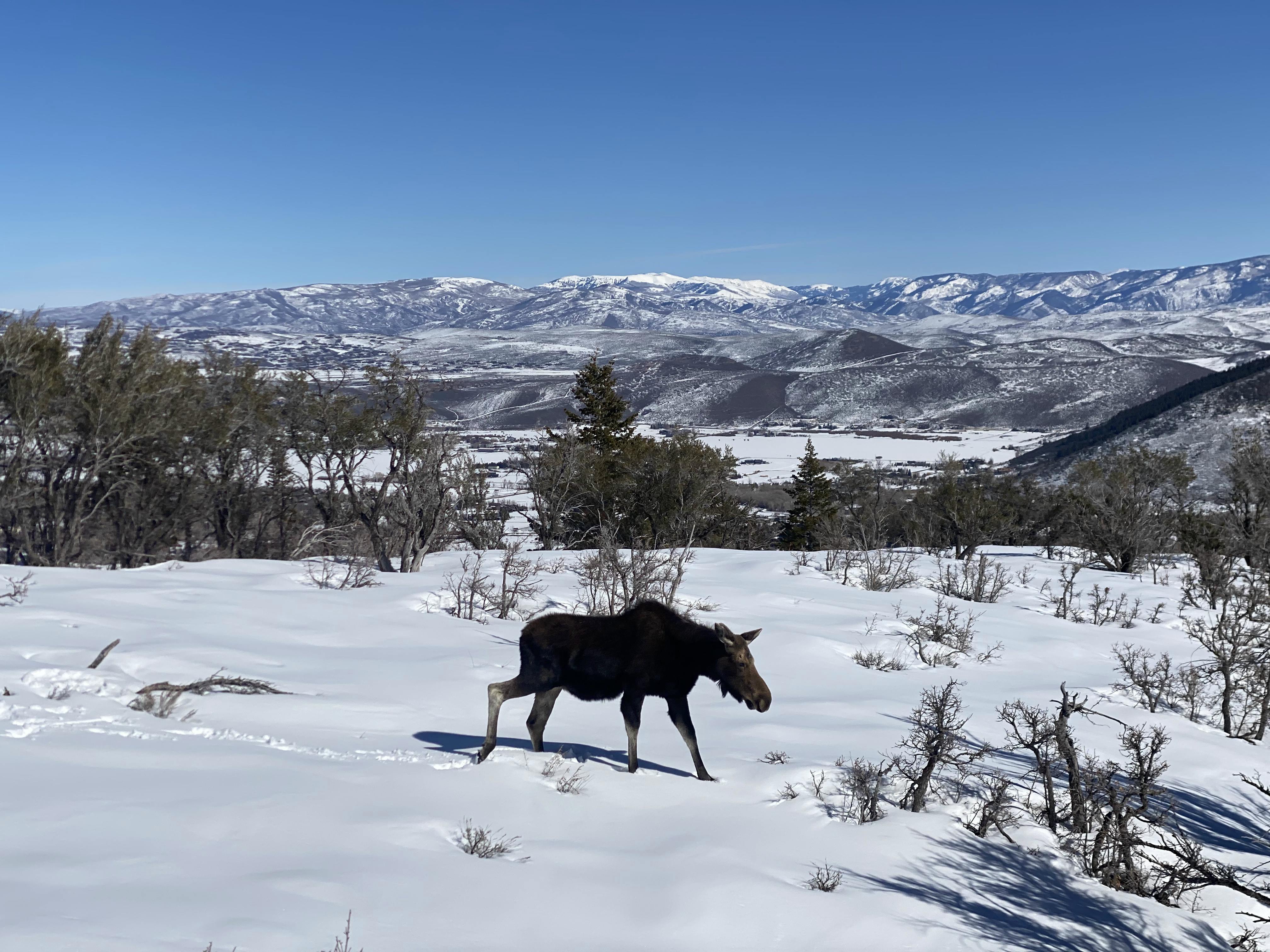 A moose walking around in the snow. There are snowy mountains in the background. 