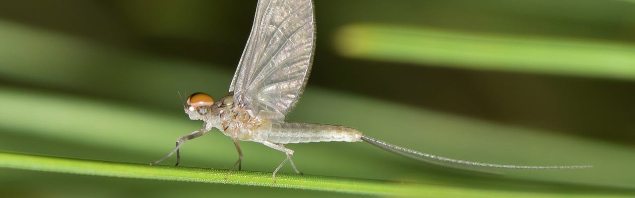 An adult mayfly on a slender green reed or stem. 