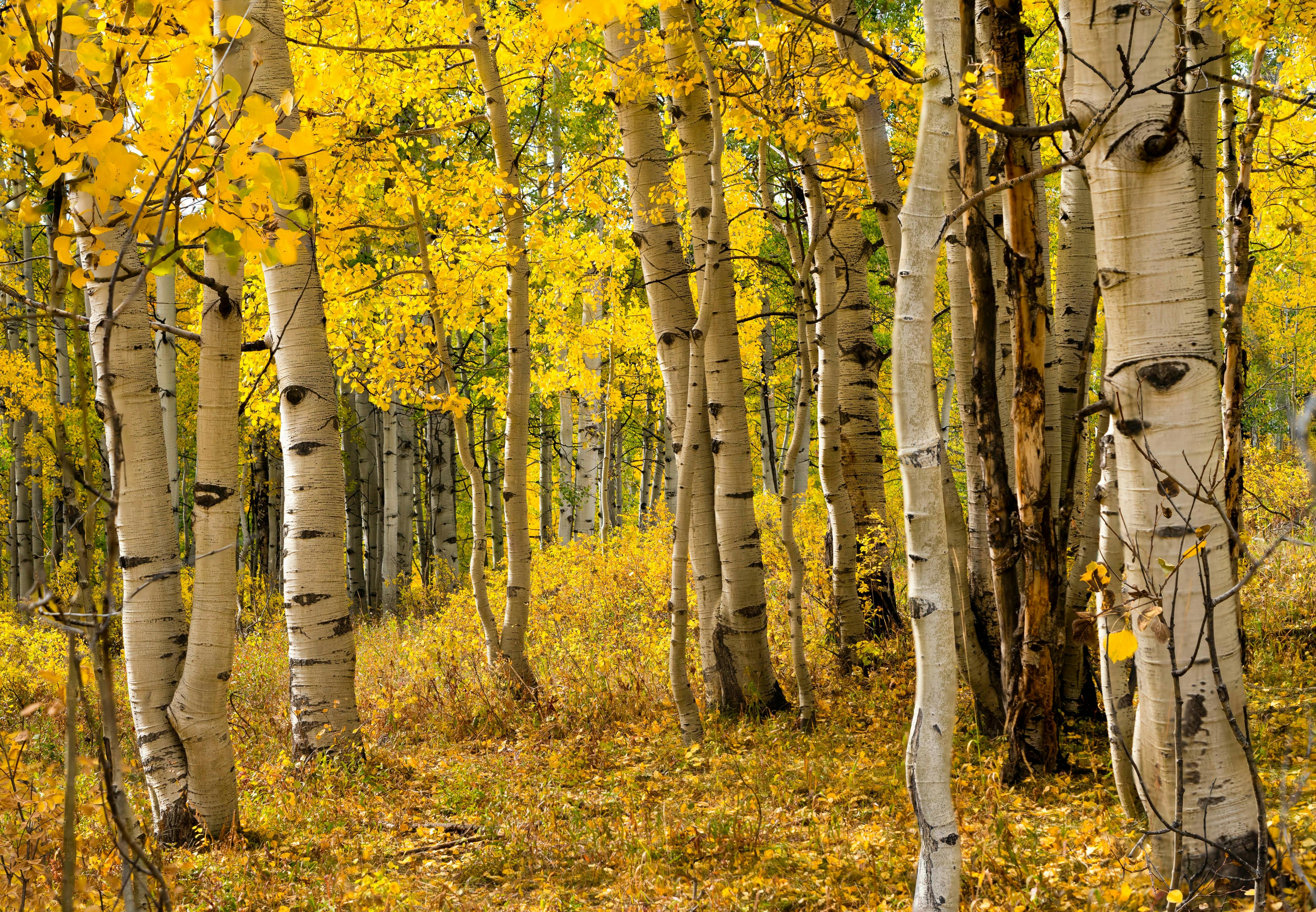 A grove of aspens in fall.