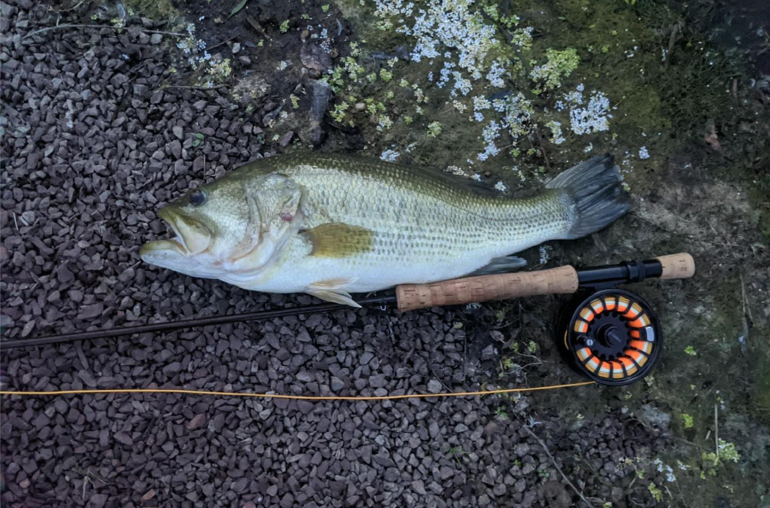 Premier Whole Combo Fly Fishing Outfit, 41% OFF