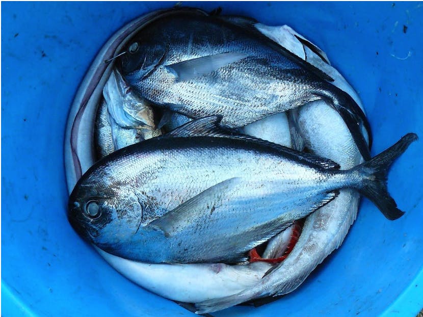 Silver fish in a bucket.