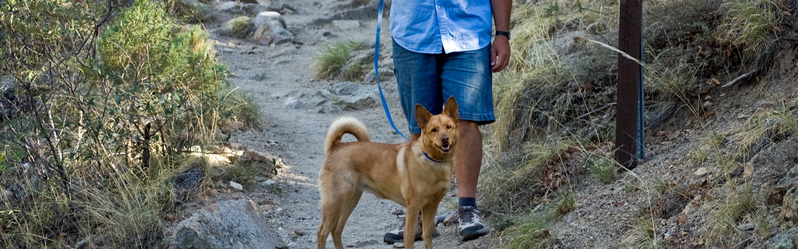 A man stands with his dog on a leash on a trail. 