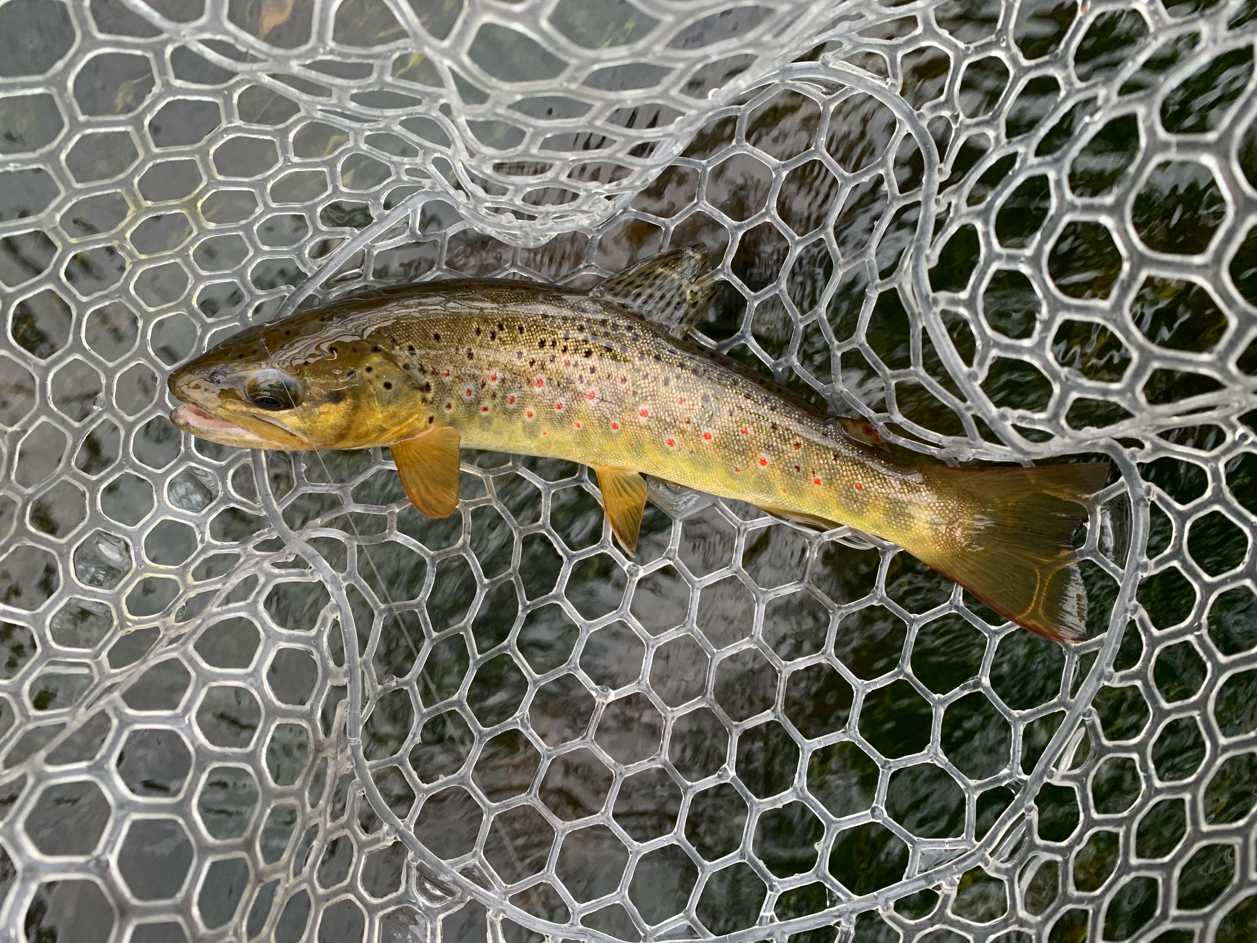 A small brown and gold fish sits in a plastic net.