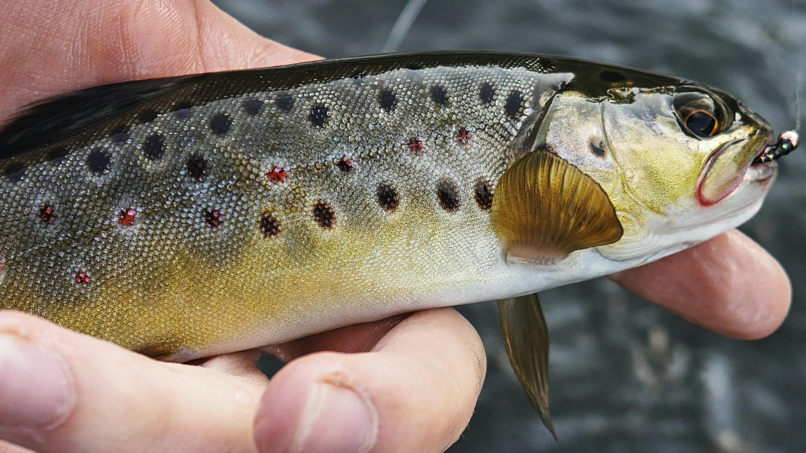 A small trout is held in someone's hand above a water source. 
