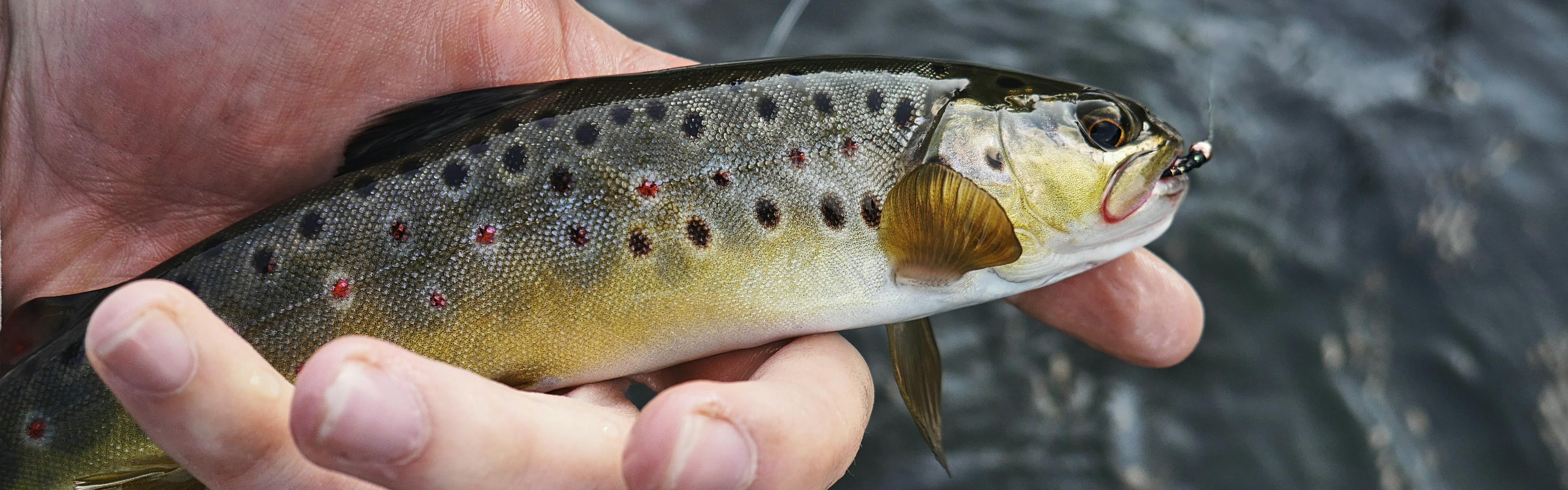A small trout is held in someone's hand above a water source. 