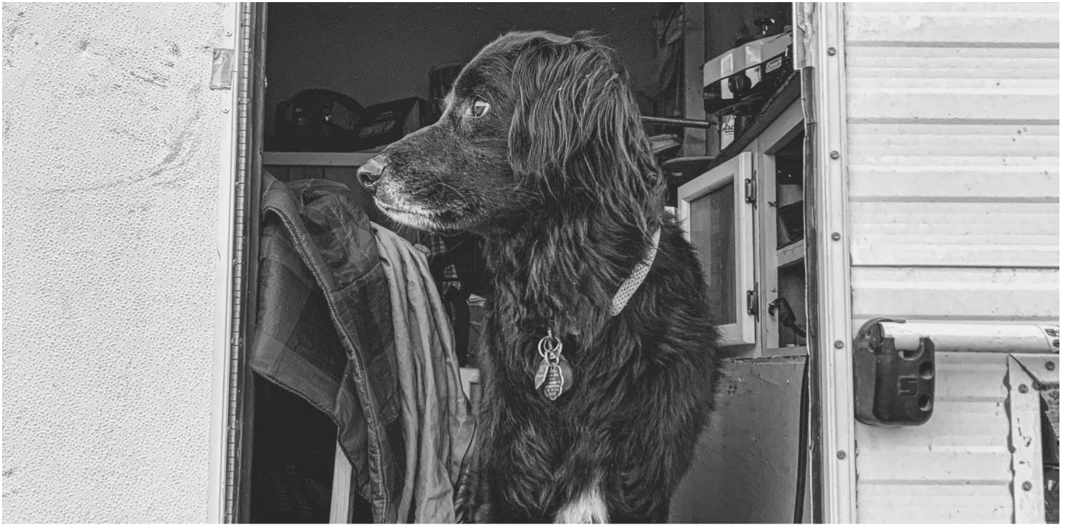 Black and white photo of a black dog standing at the back door of a camper. 