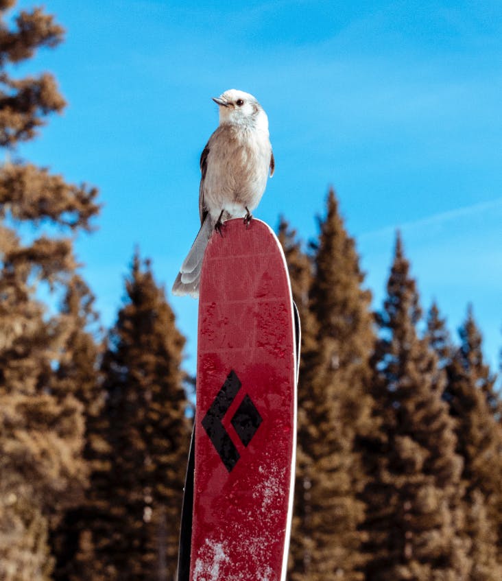 A bird sits on the top of a pair of Black Diamond Skis. 