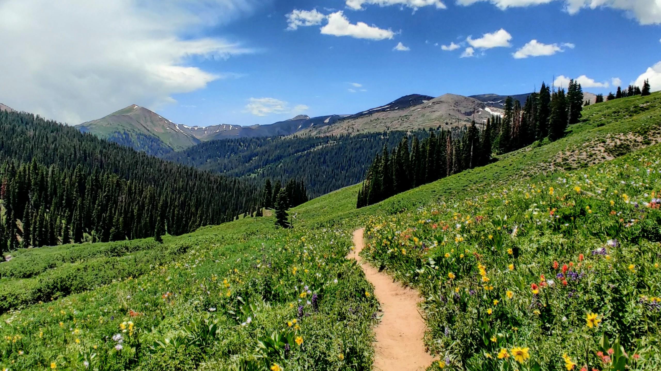 The photo is centered on a trail that goes through a gently sloped field of wildflowers with mountains in the background.