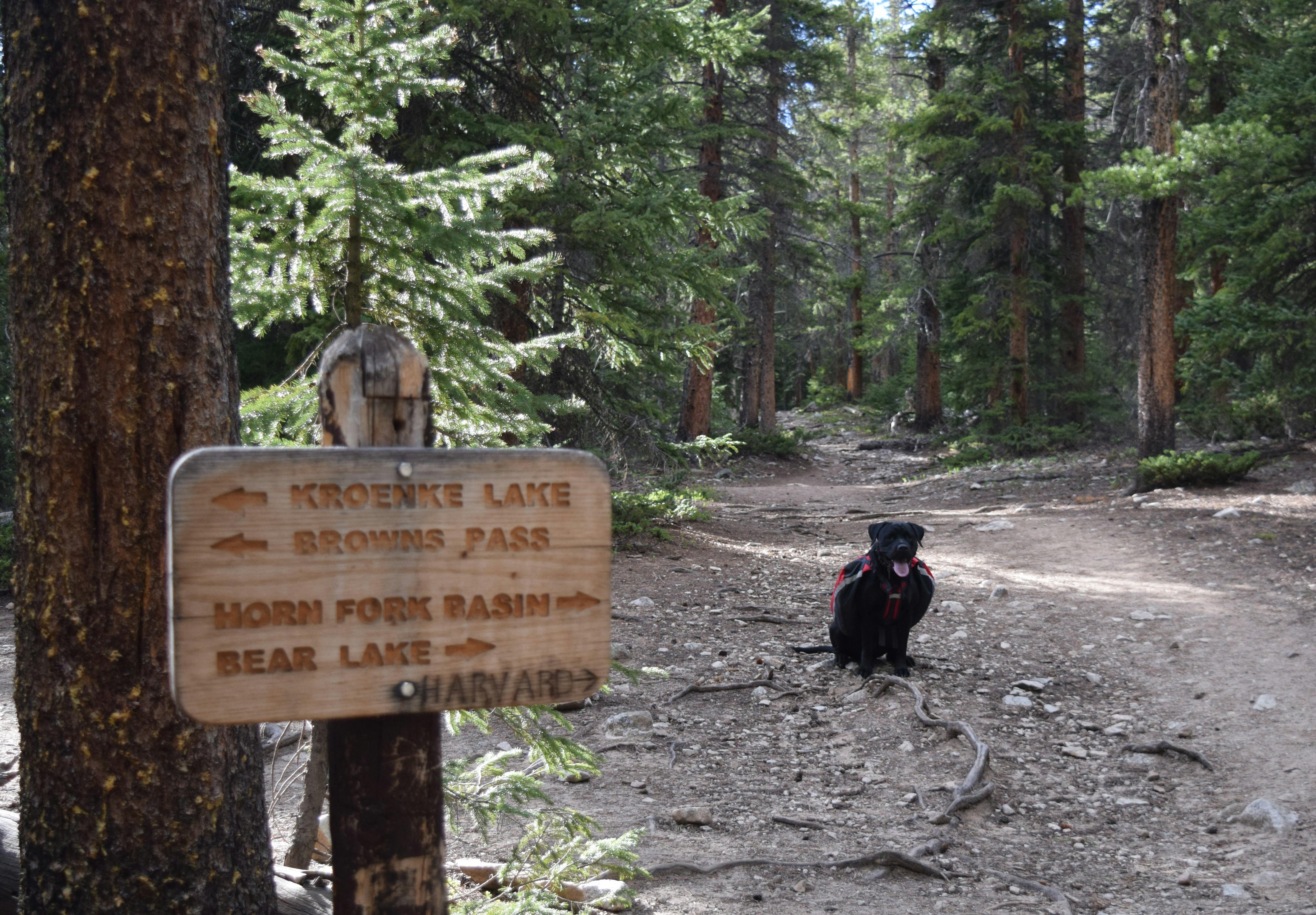 A wooden sign indicating where each trail starts and a black lab dog in a red jacket waiting patiently for guidance on where to go next