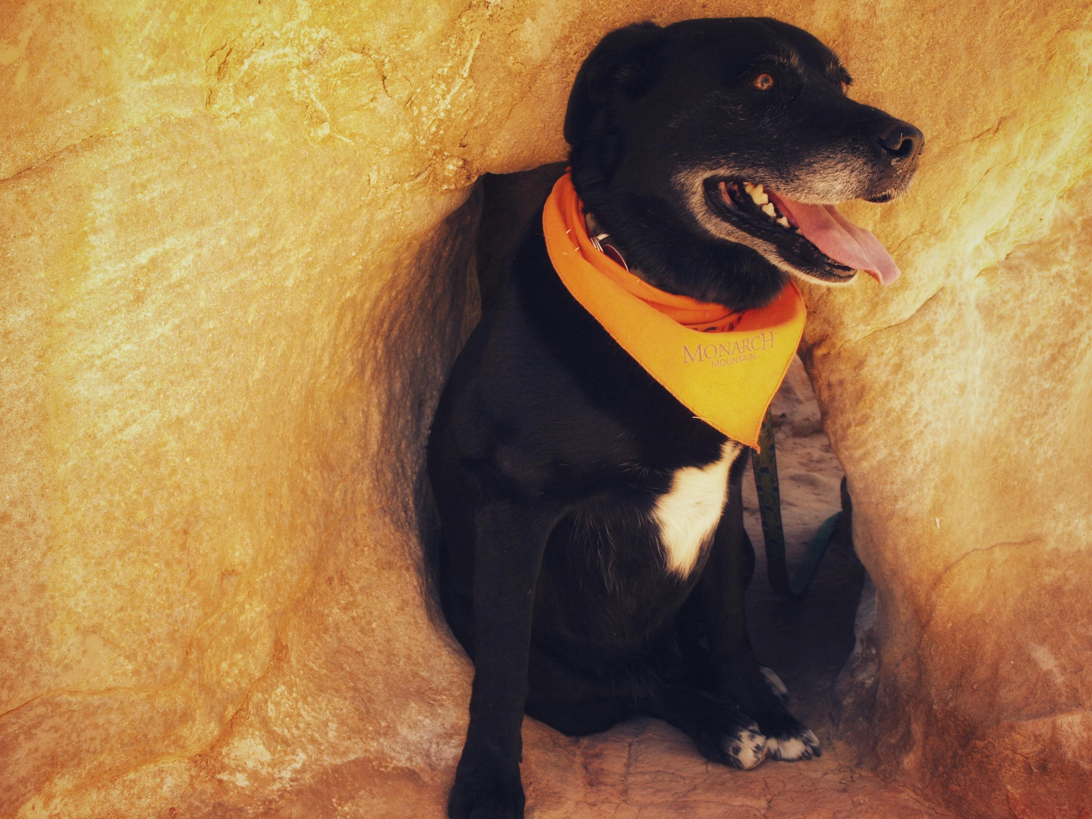 A dog sitting in a red rock cave.