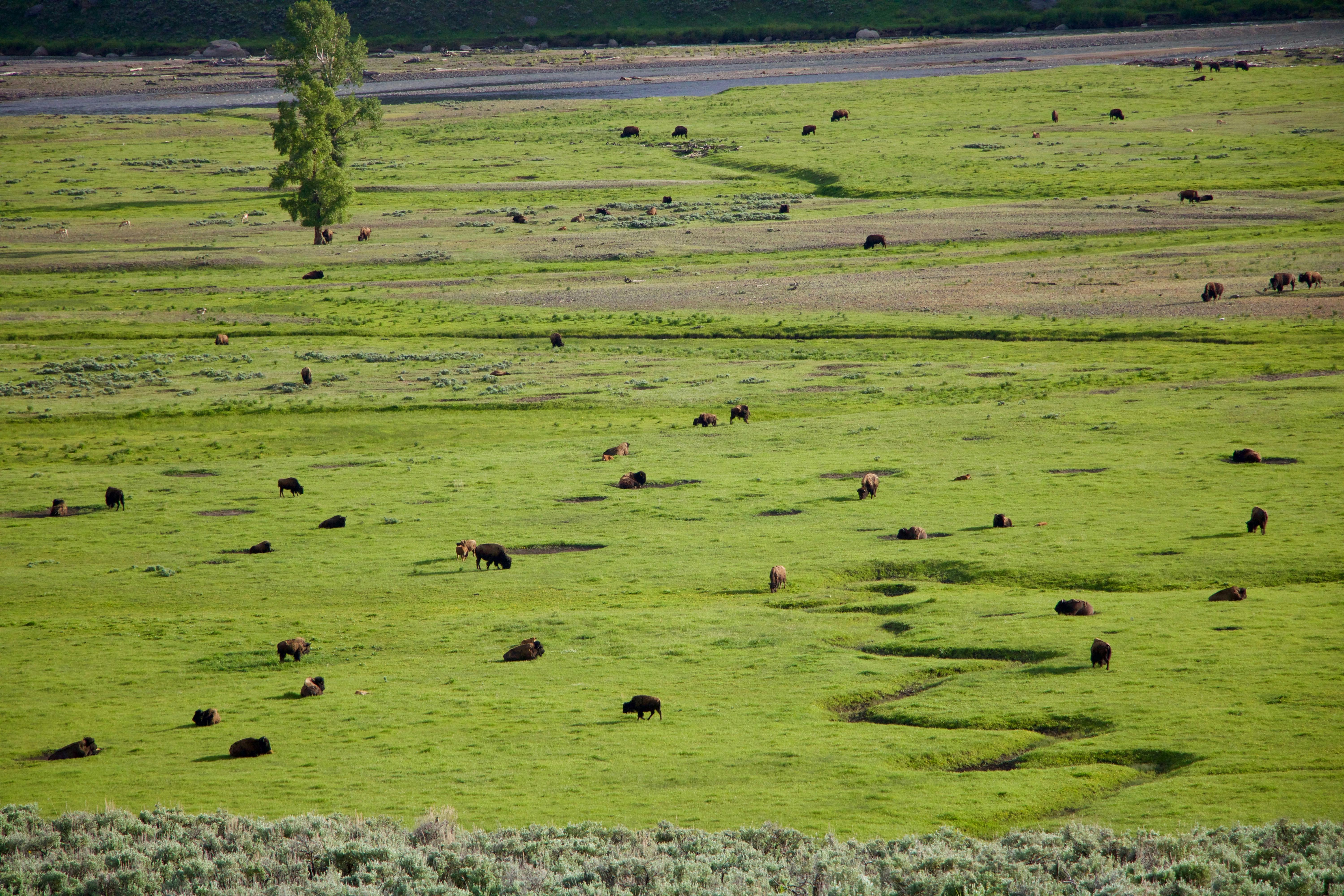 Green plains dotted with bison