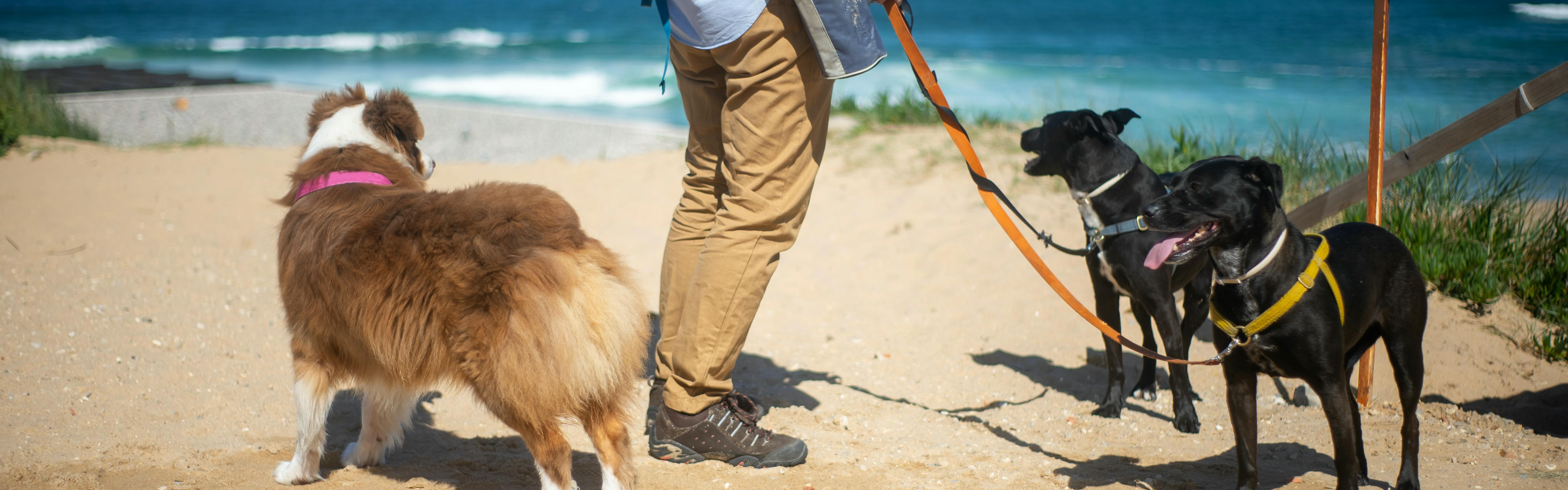 Three dogs standing on leashes with their owner. They are on a beach and there is an ocean in the background. 